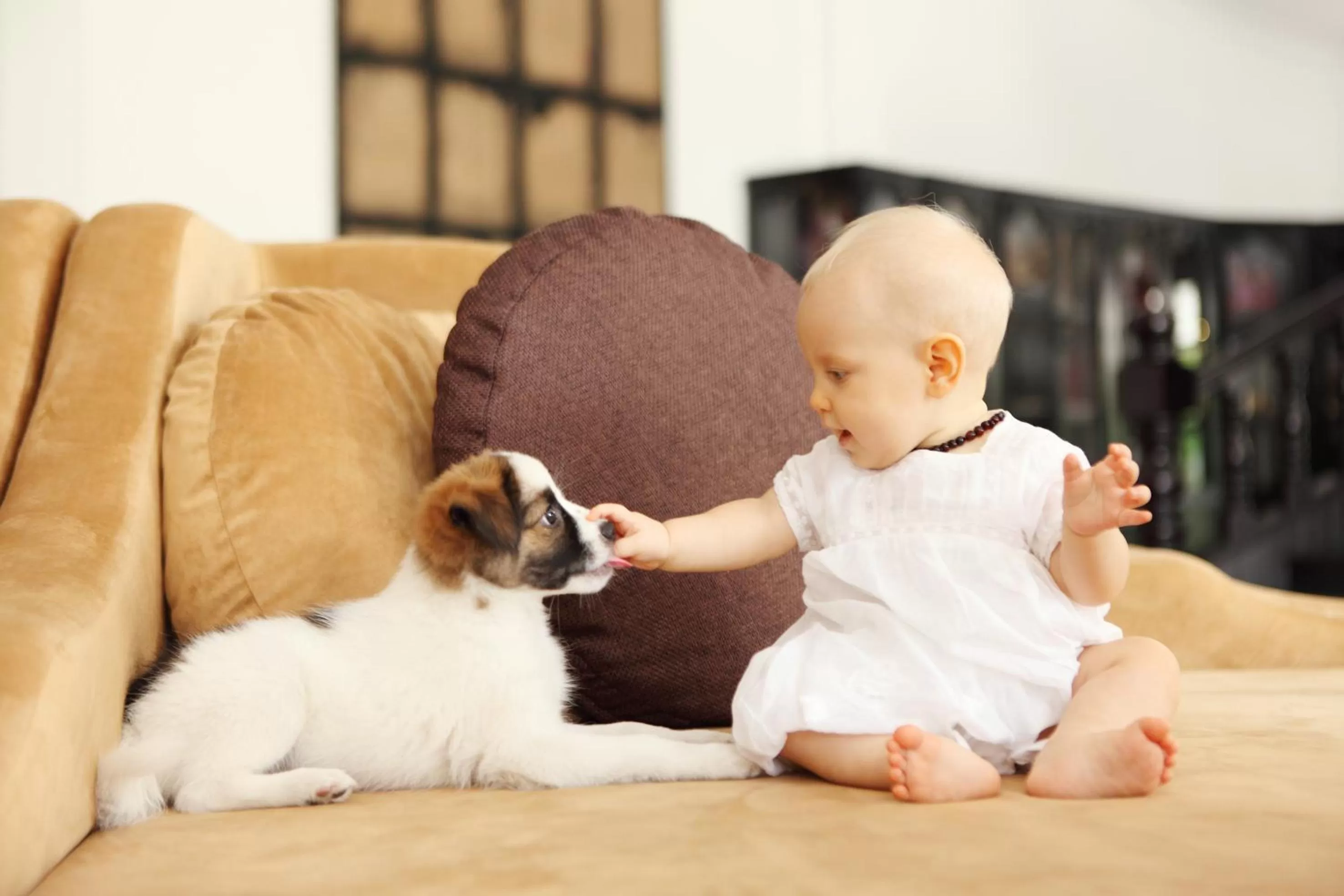 Pets in White Mansion 白色公馆