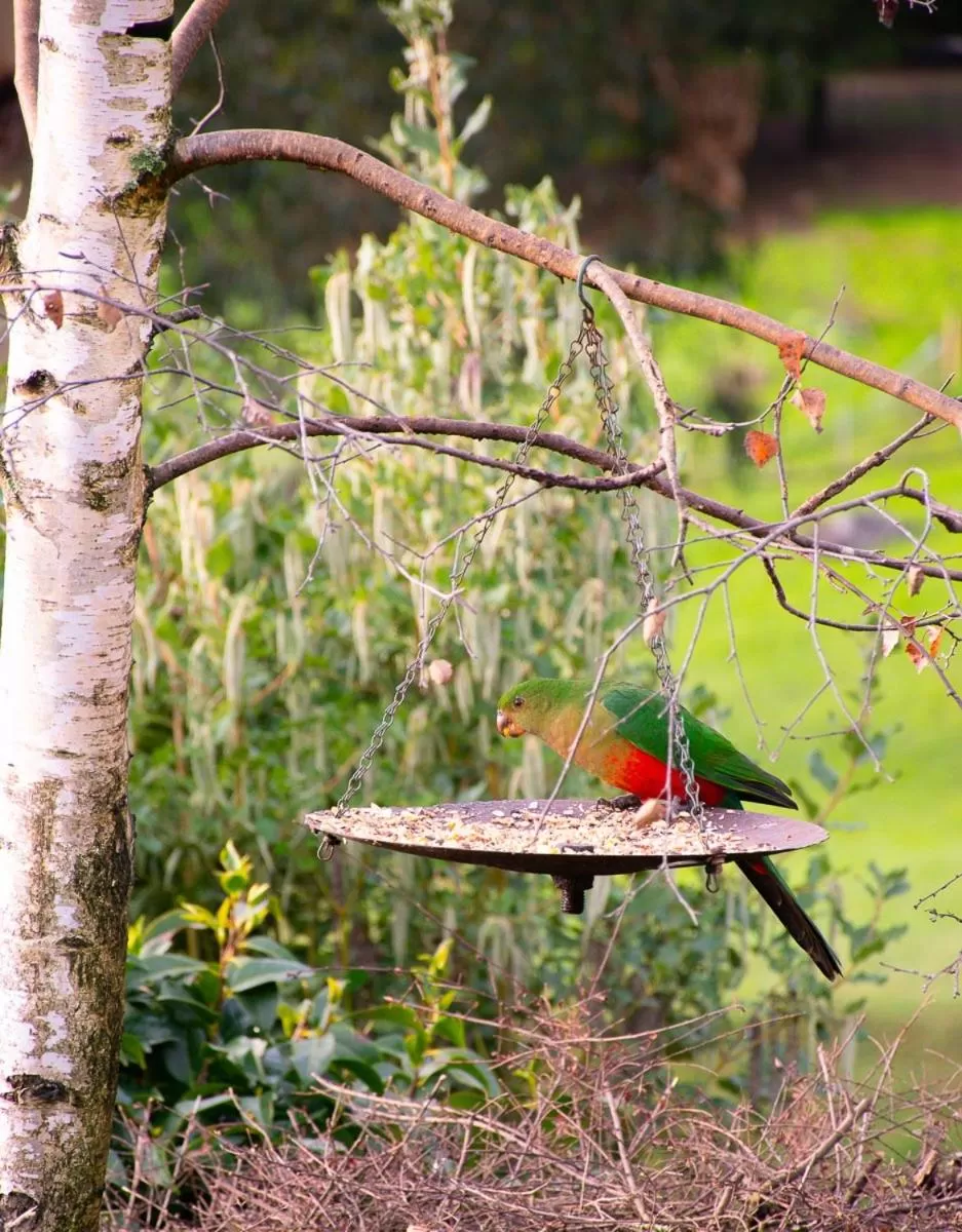 Other Animals in Rosewood Park Guest Suite
