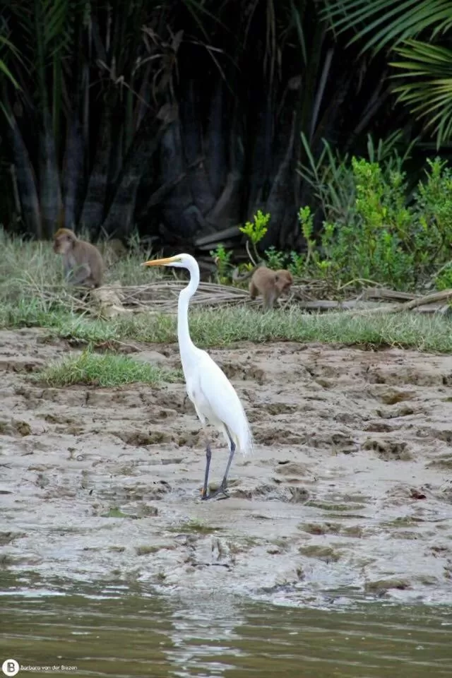 Other Animals in Dragon Pearl Beach Resort