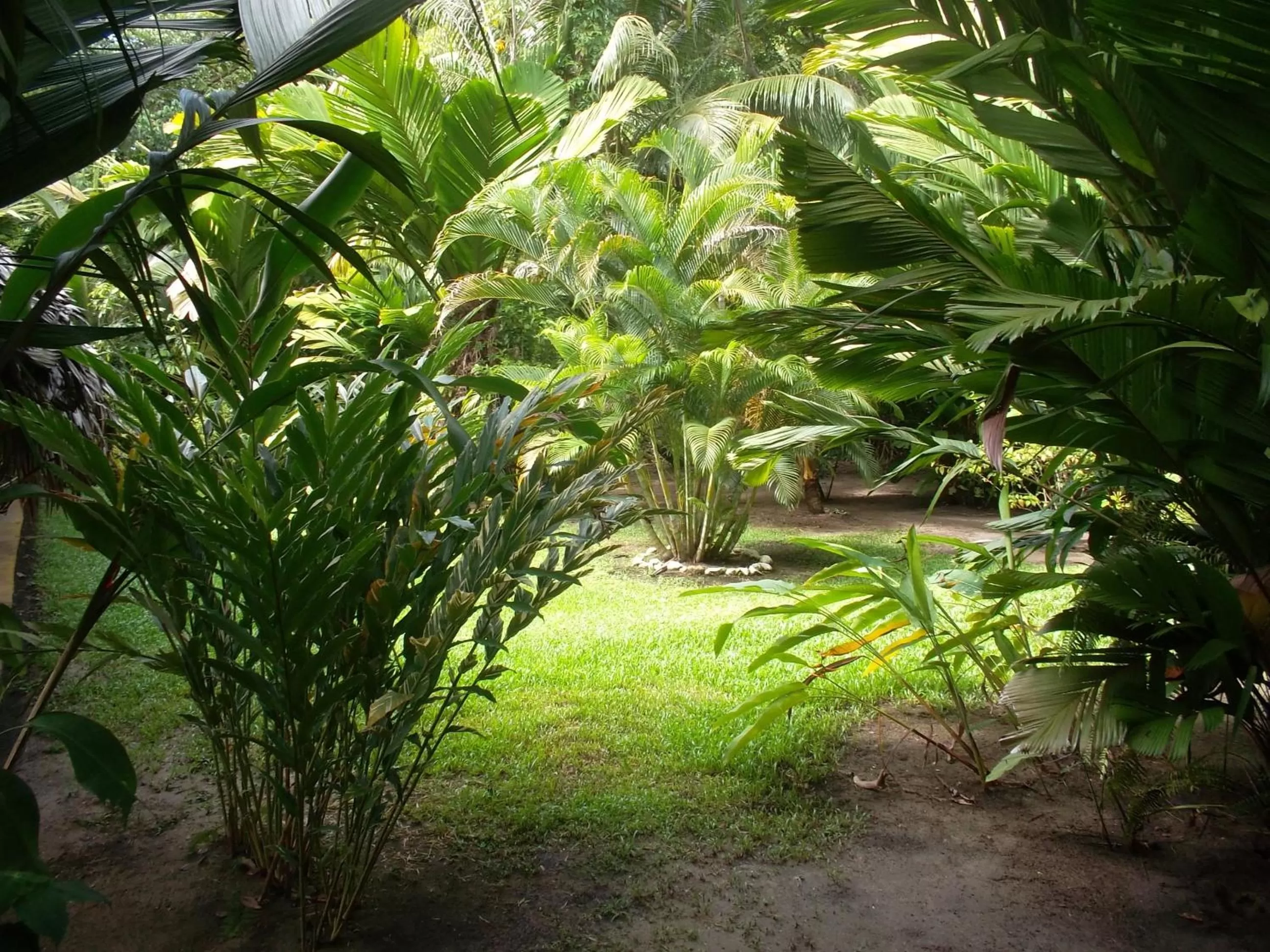 Garden in Hotel Salvador Gaviota