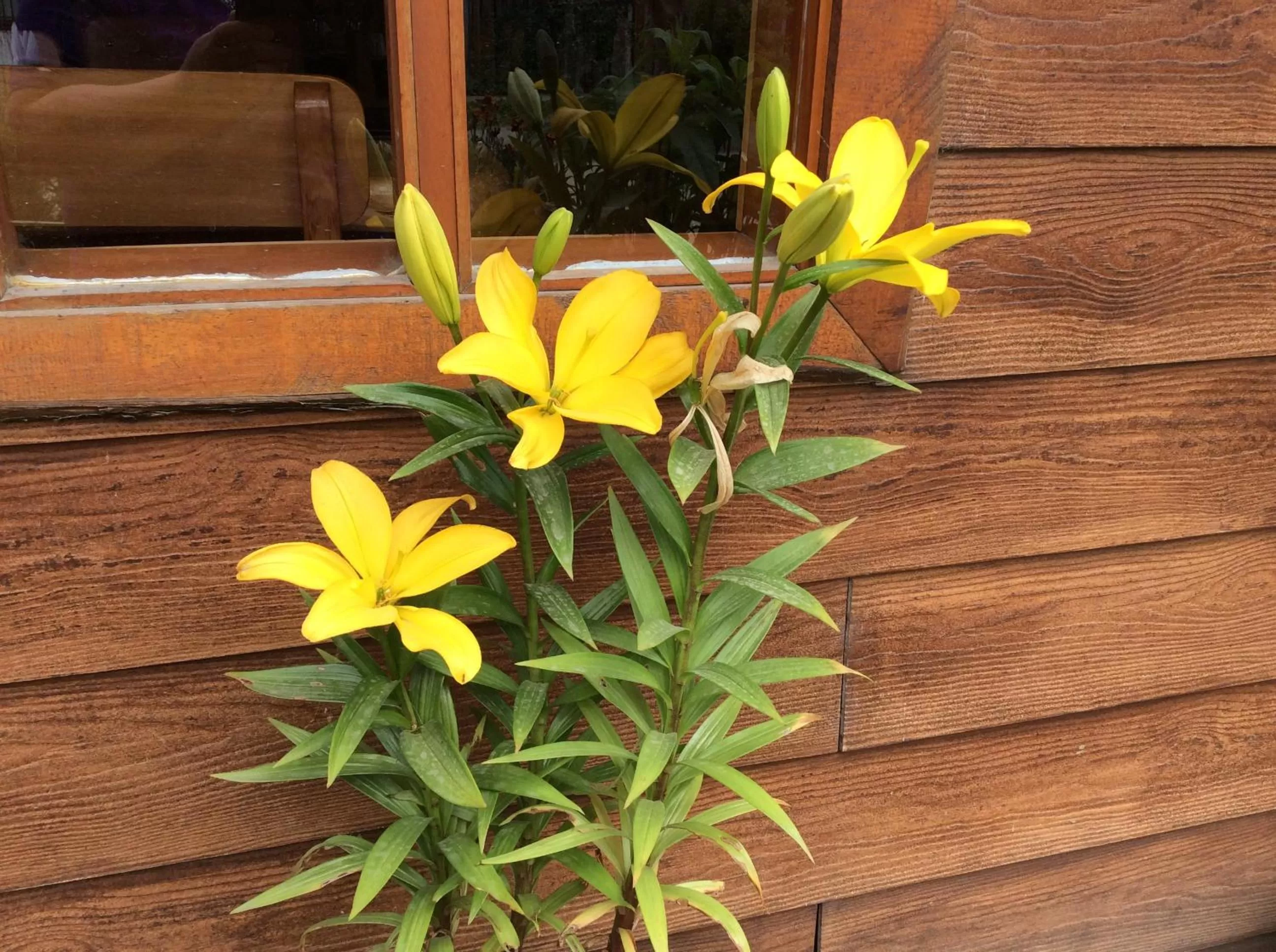 Other in Los Mañíos Del Queulat Puyuhuapi