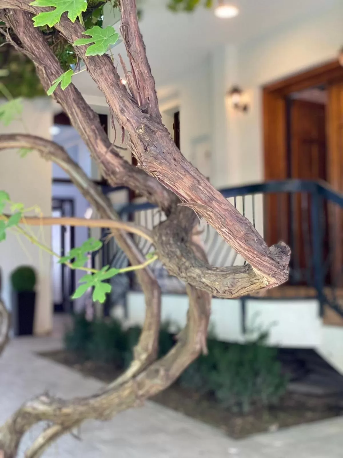 Garden in Grand Boutique Hotel