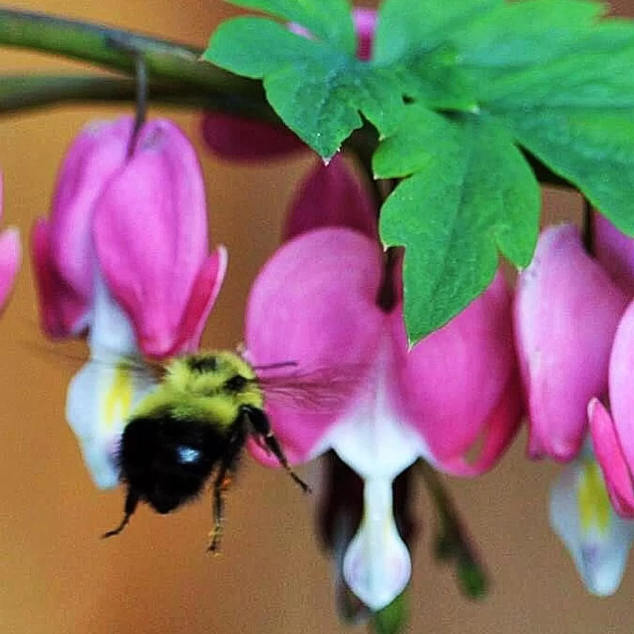 A Suite Retreat - Beyond Bed & Breakfast