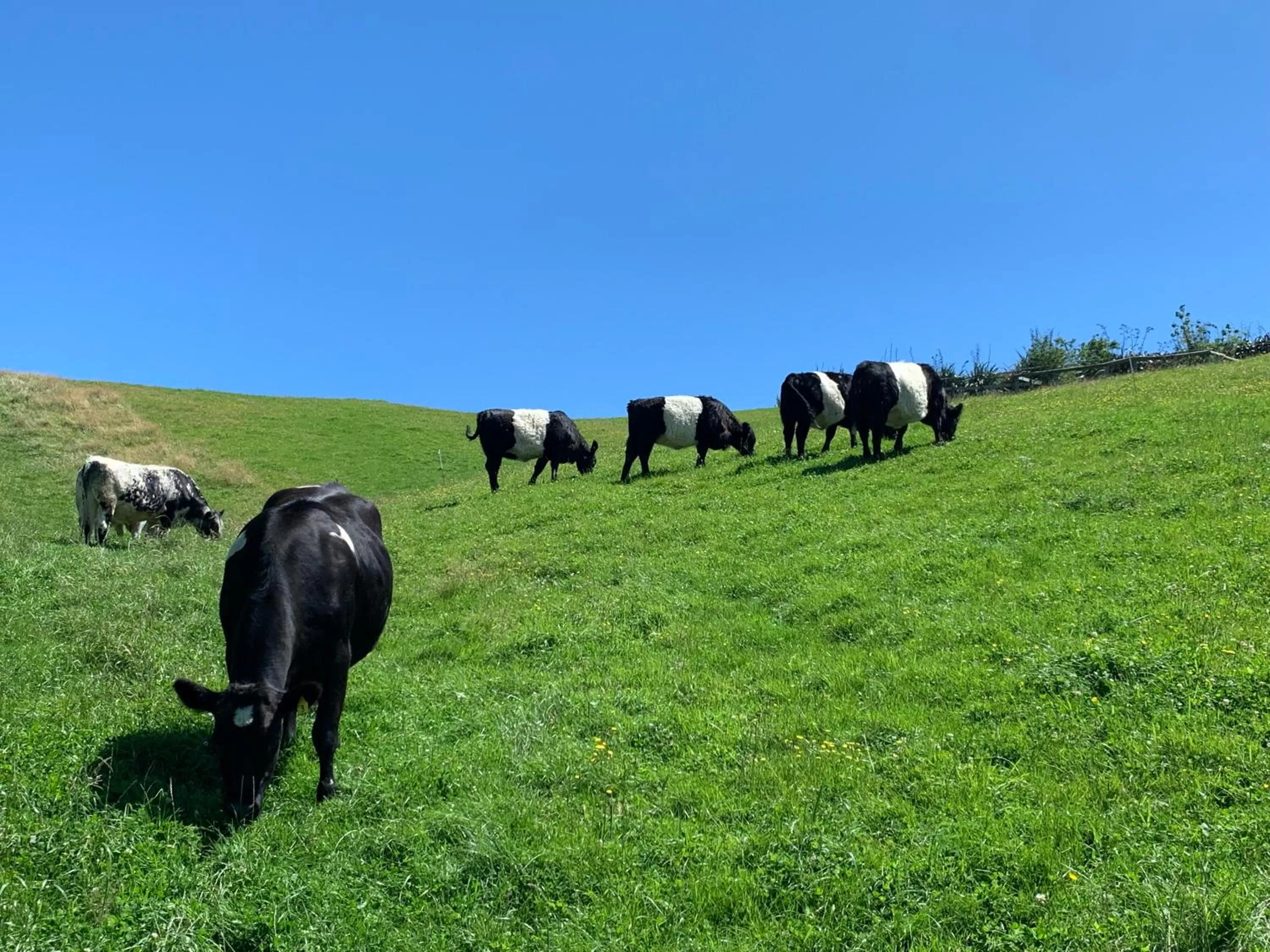 Animals in Hilltop Whakaipo Estate