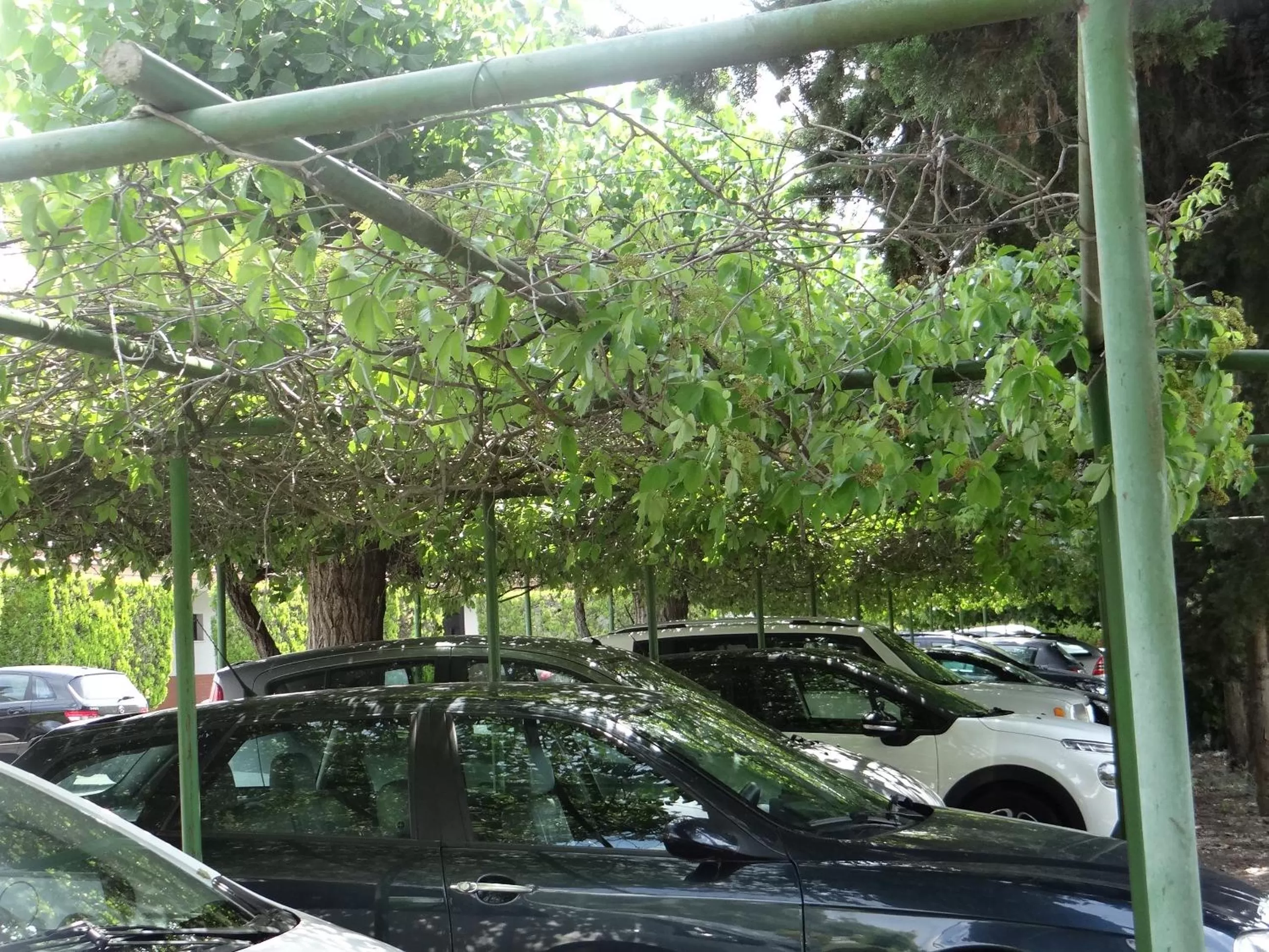 Garden in Hotel Boomerang