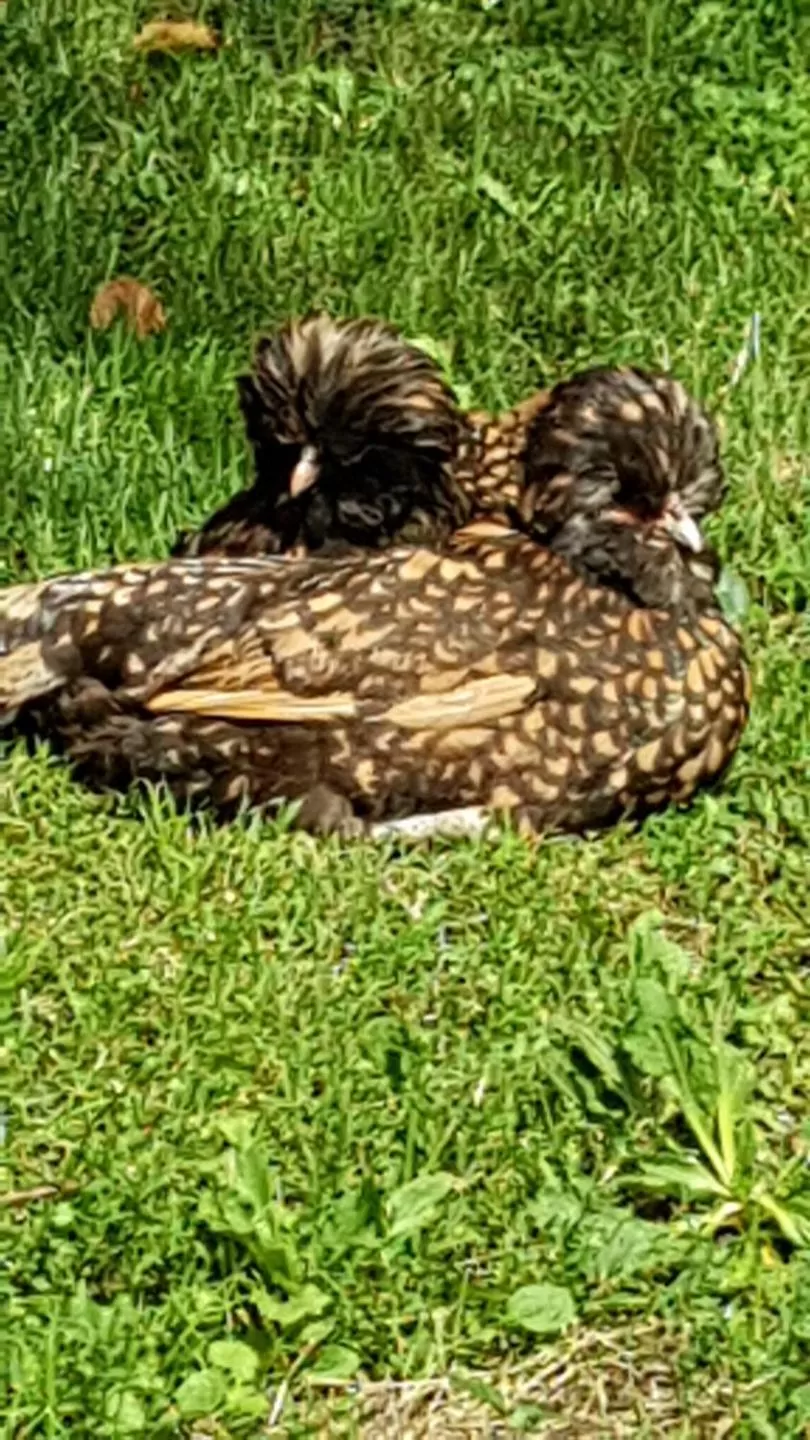 Chambres d'Hotes Carpediem