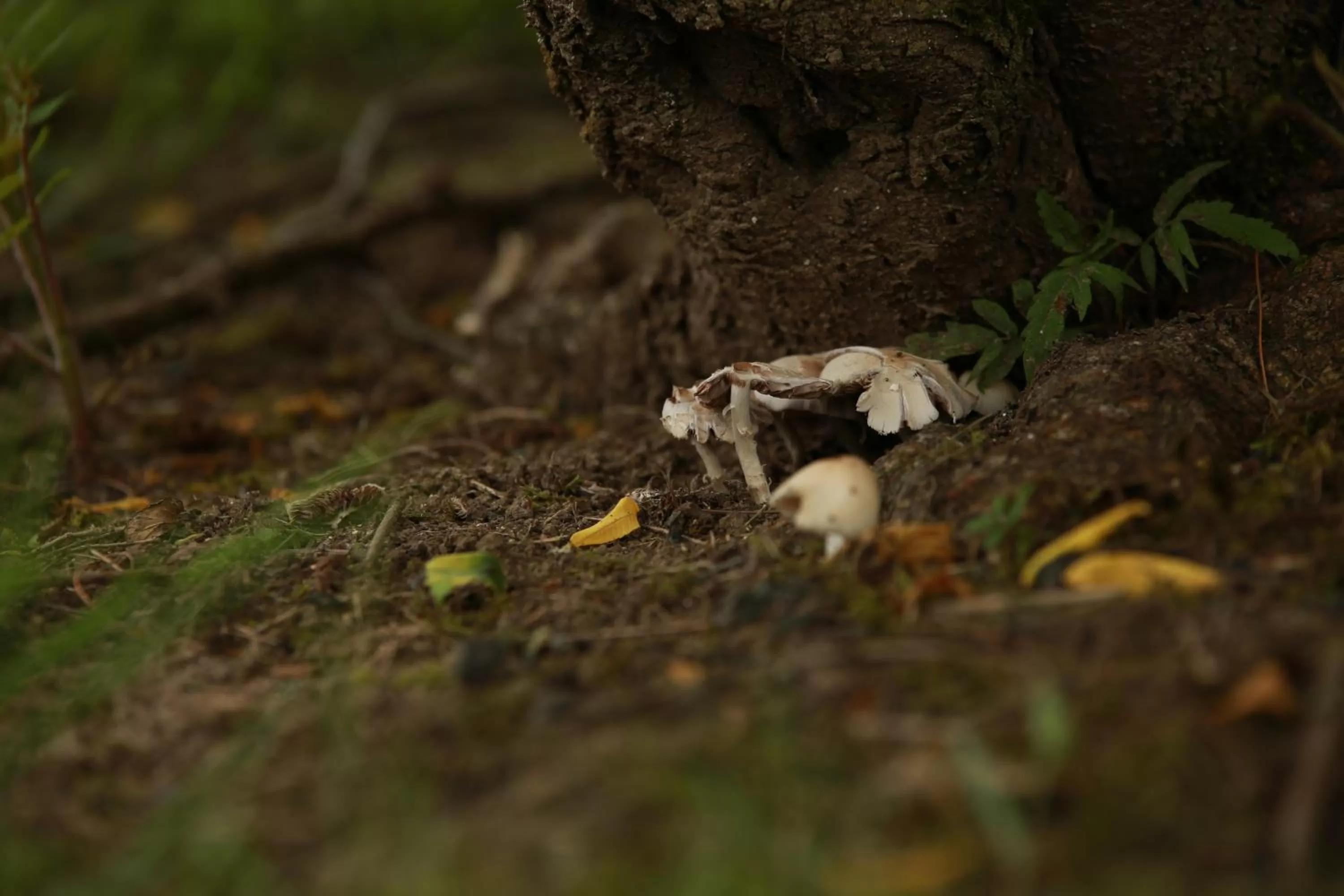Garden in Les Rêves de Flamboin