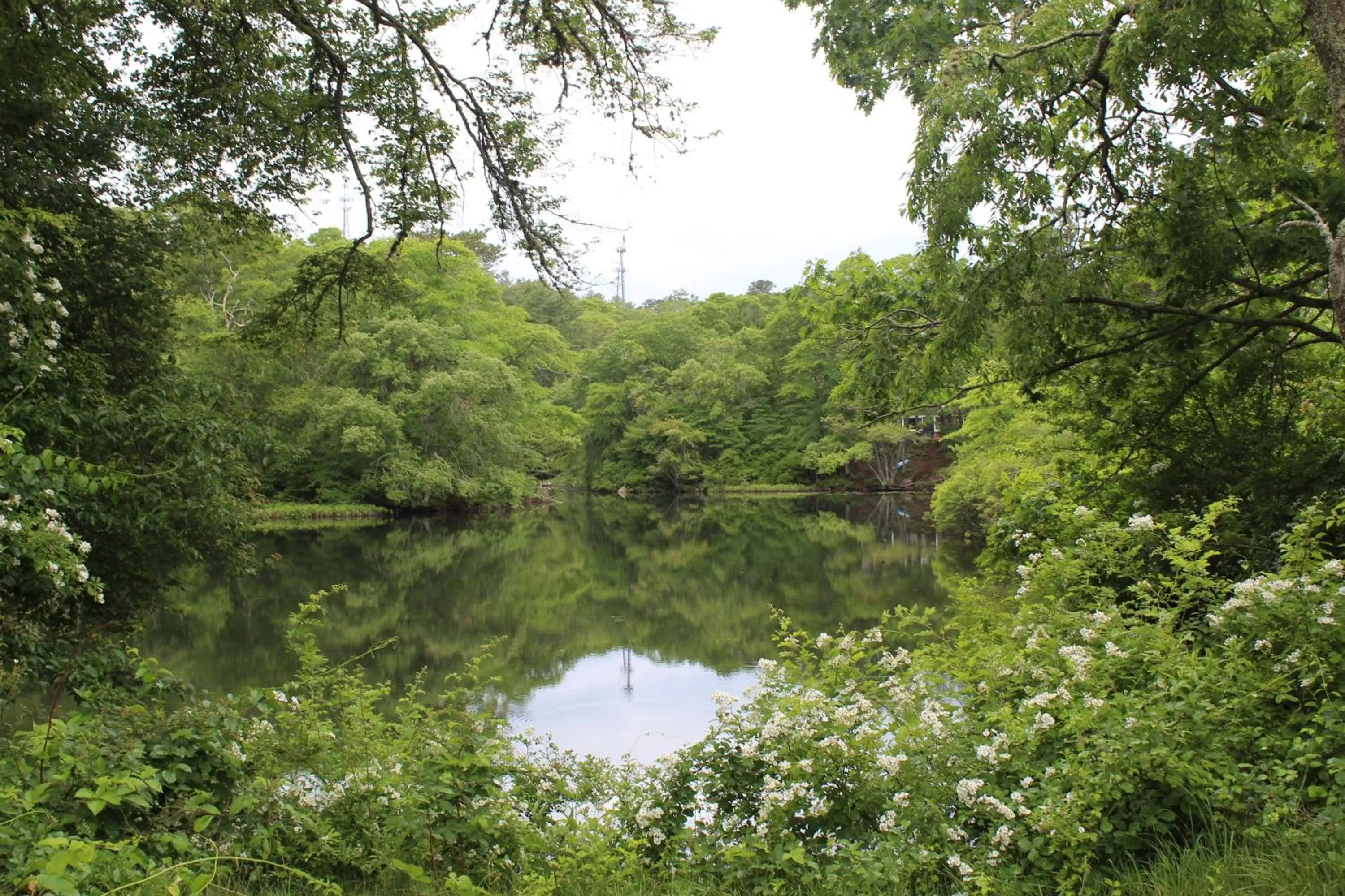 Natural Landscape in Herring Run Motel and Tiny Cabins