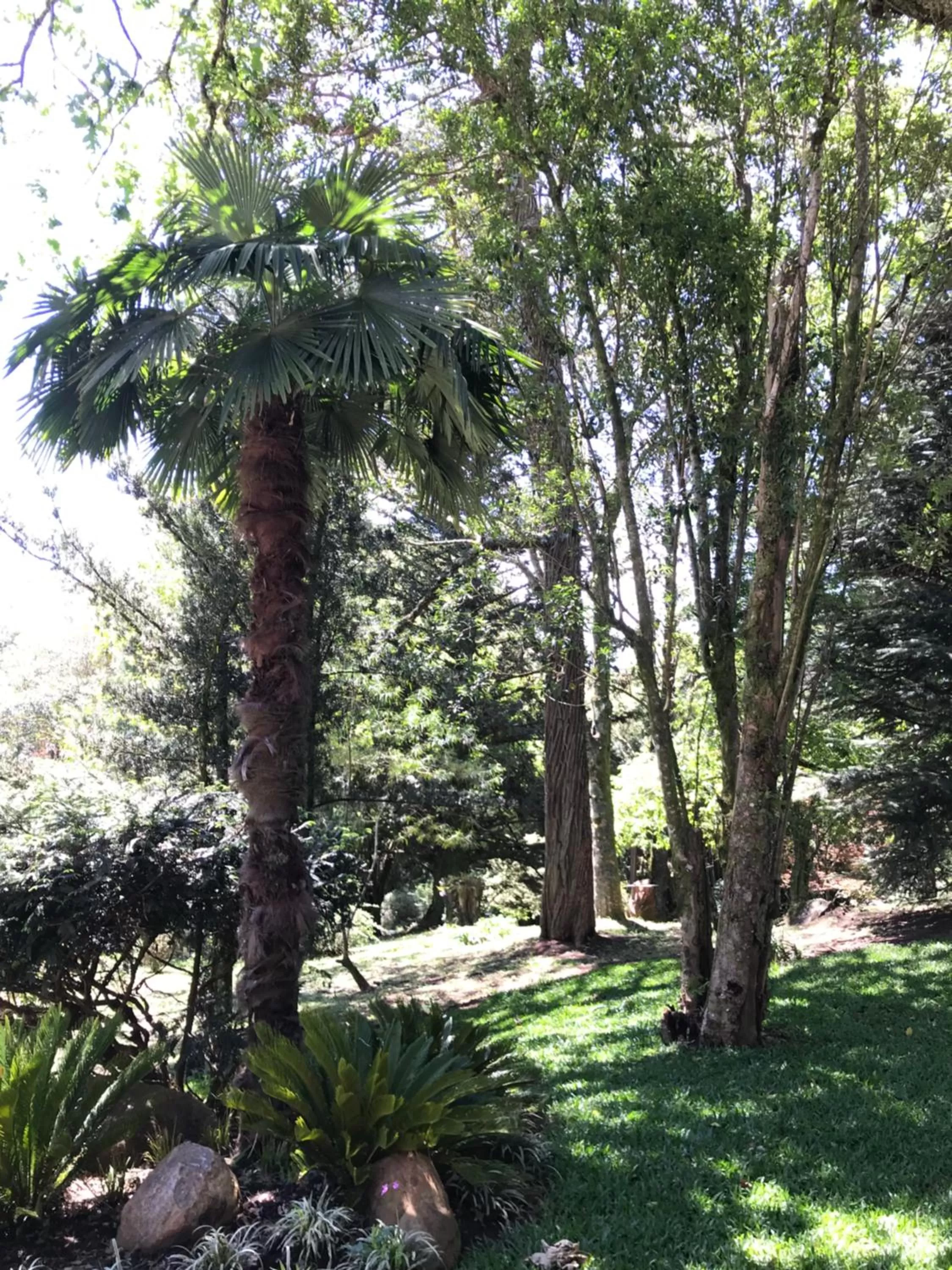 Garden in Hotel Jardins da Colina