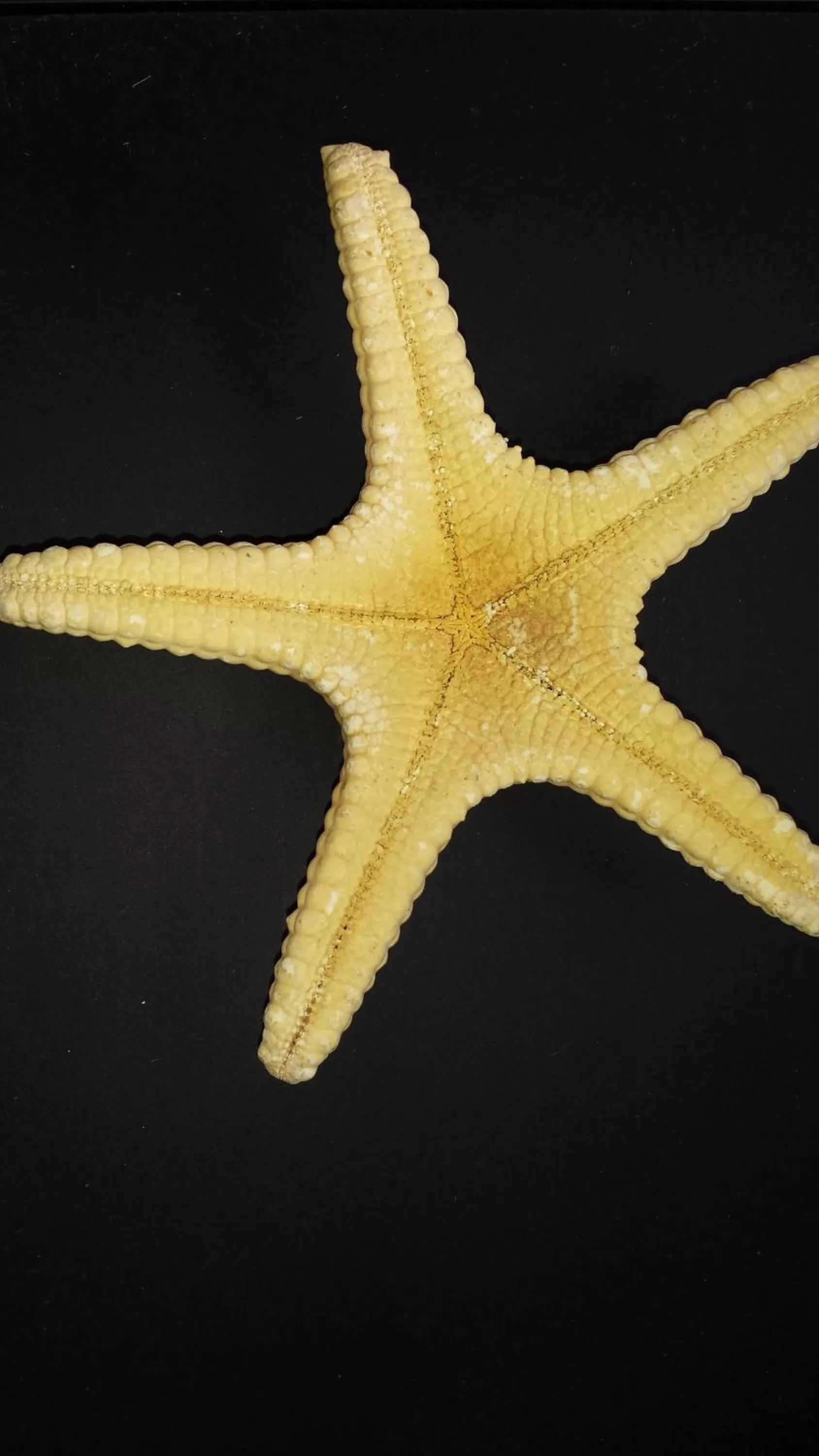Decorative detail in Aloha Crater Lodge