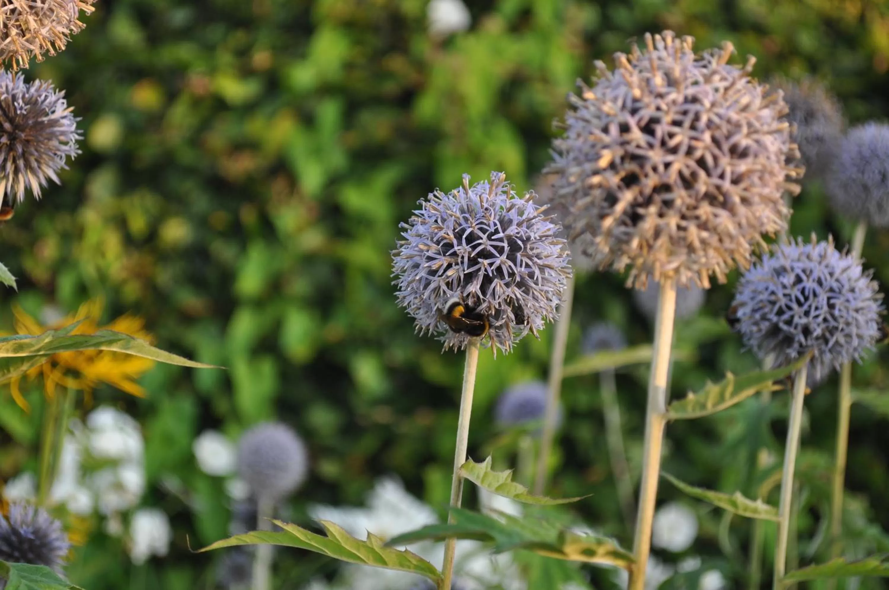 Other, Other Animals in Koebenhovedskov Bed & Breakfast