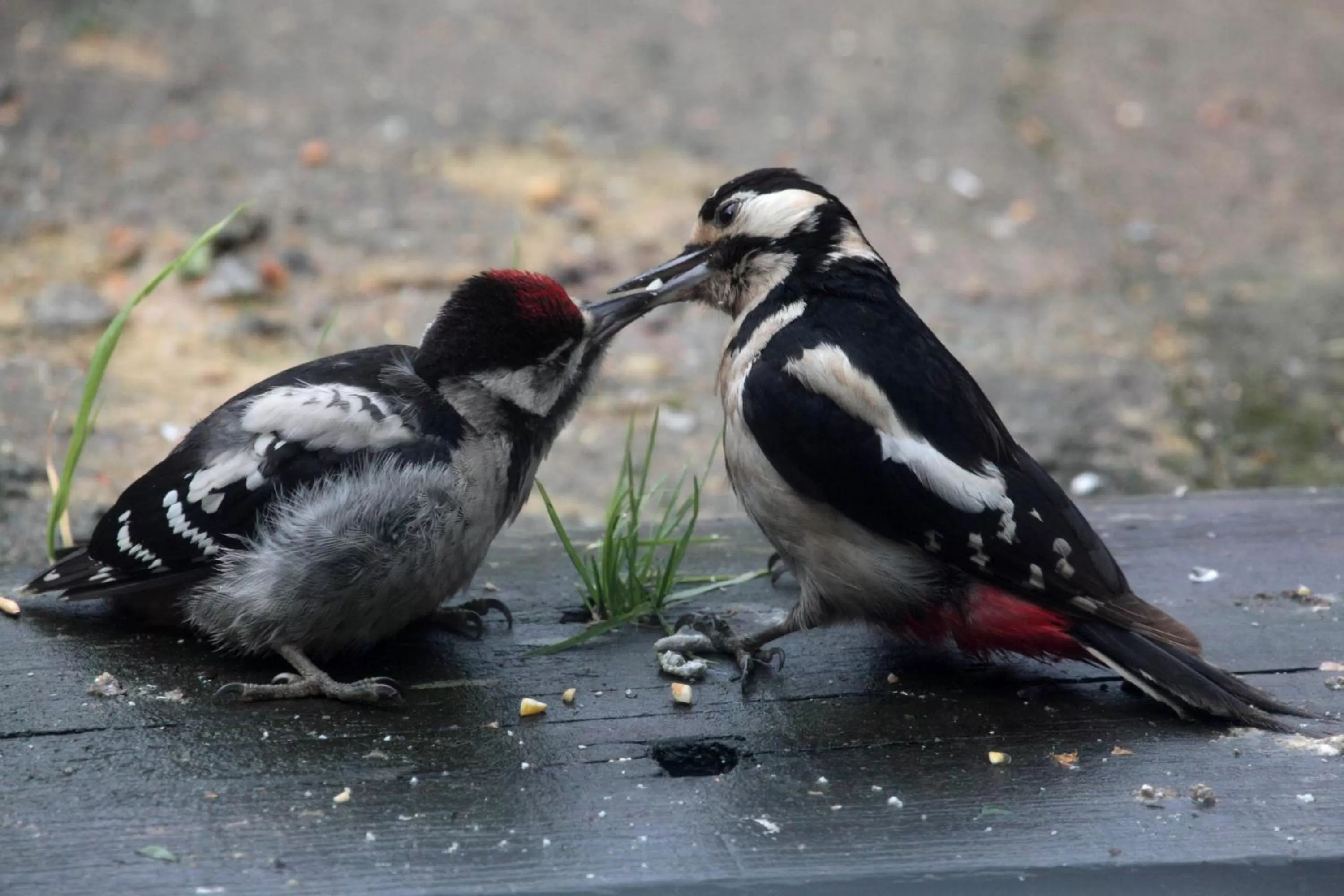 Garden in Lovaton Farmhouse