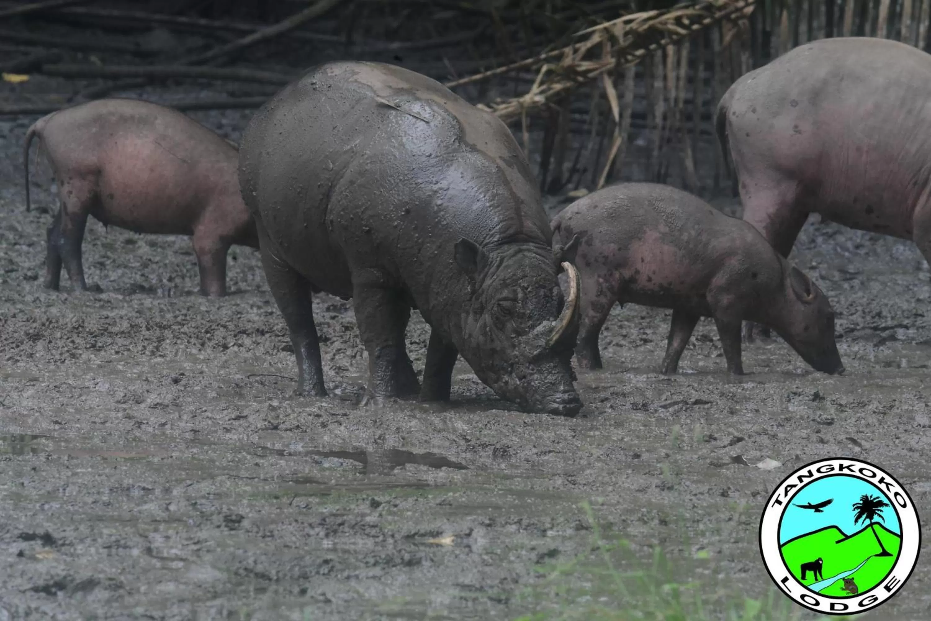 Off site in Tangkoko Lodge