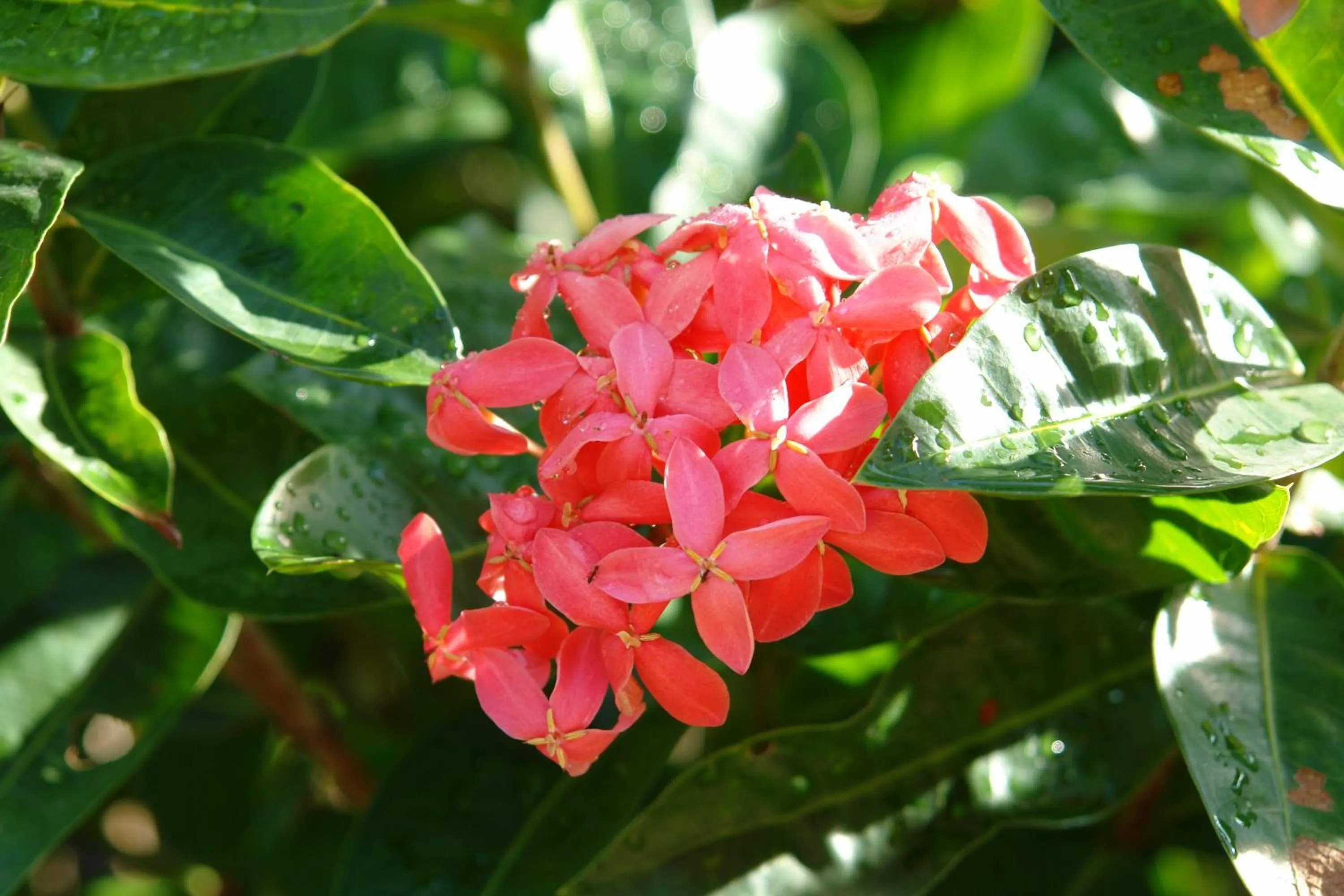 Day in Andaman White Beach Resort - SHA Plus