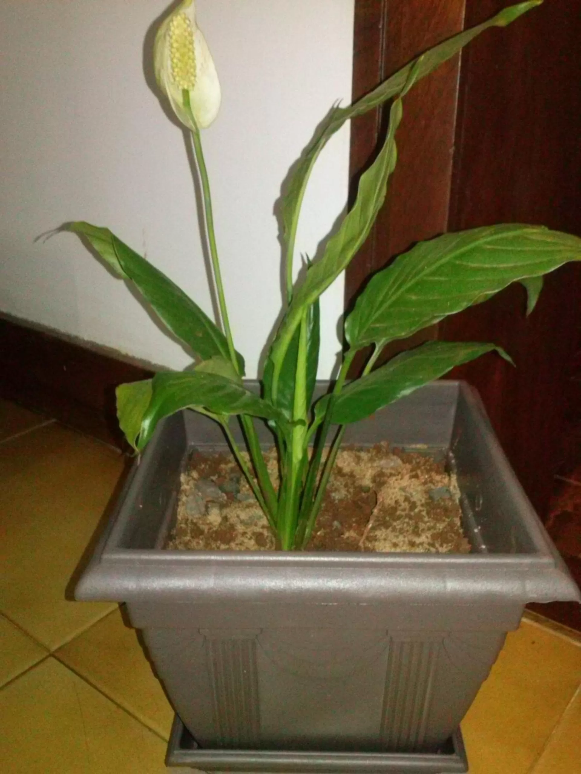 Decorative detail in Petit Hotel Caraguata