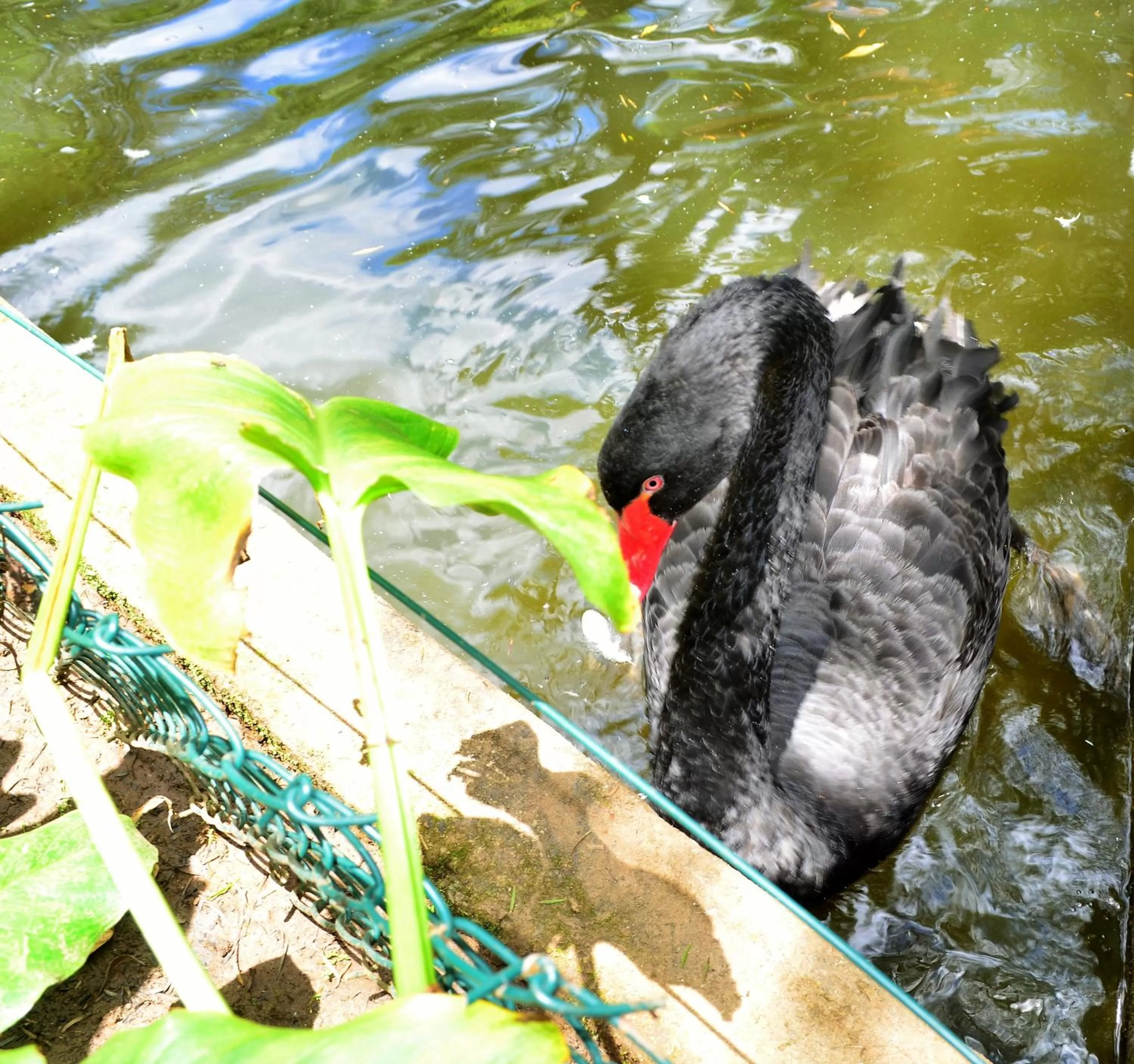 Pets in Pousada Toca Da Coruja