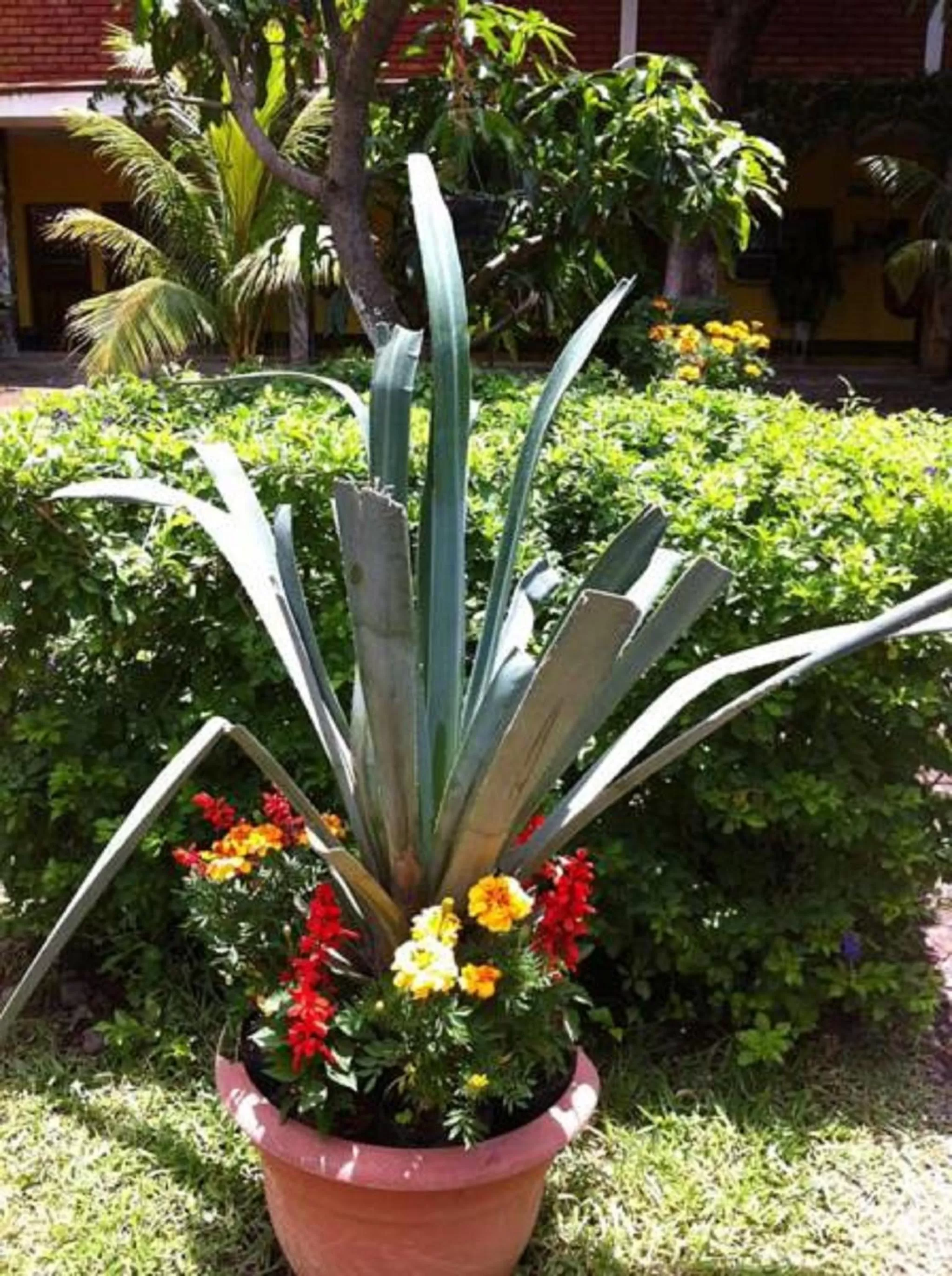 Day, Garden in Hotel Caleta