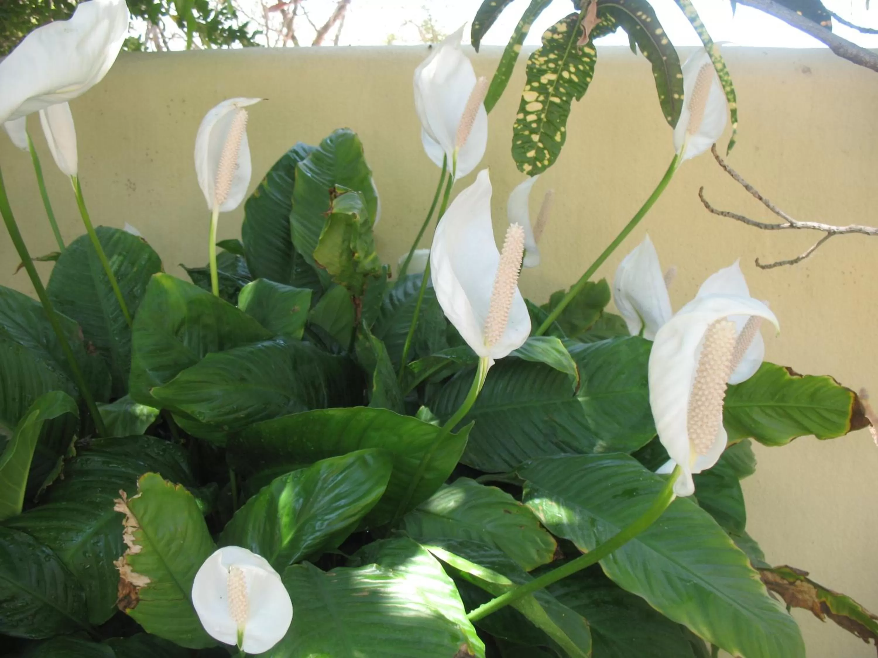 Garden in Hacienda De Palmas