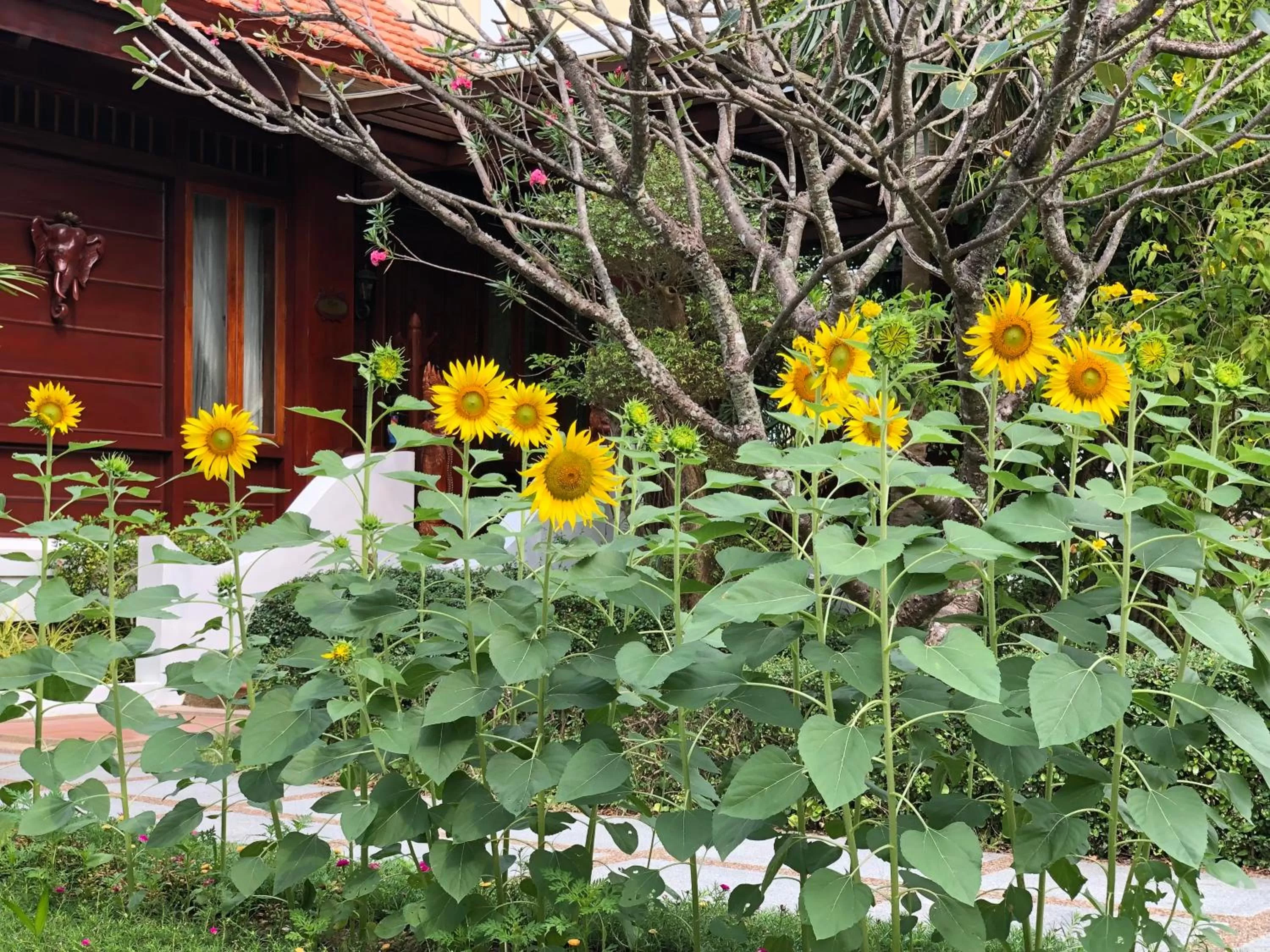 Garden in Try Palace Resort-Kep
