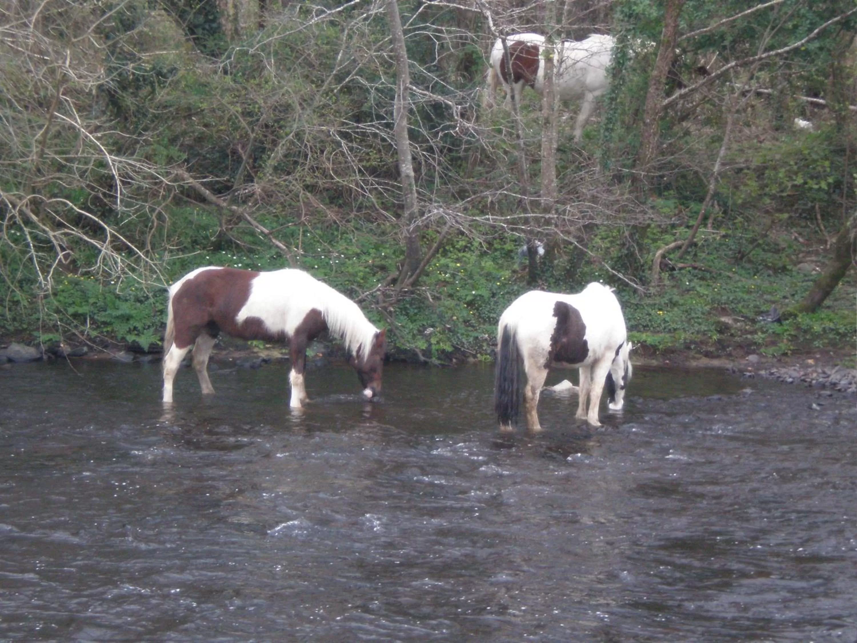 Area and facilities in Crystal Springs B&B