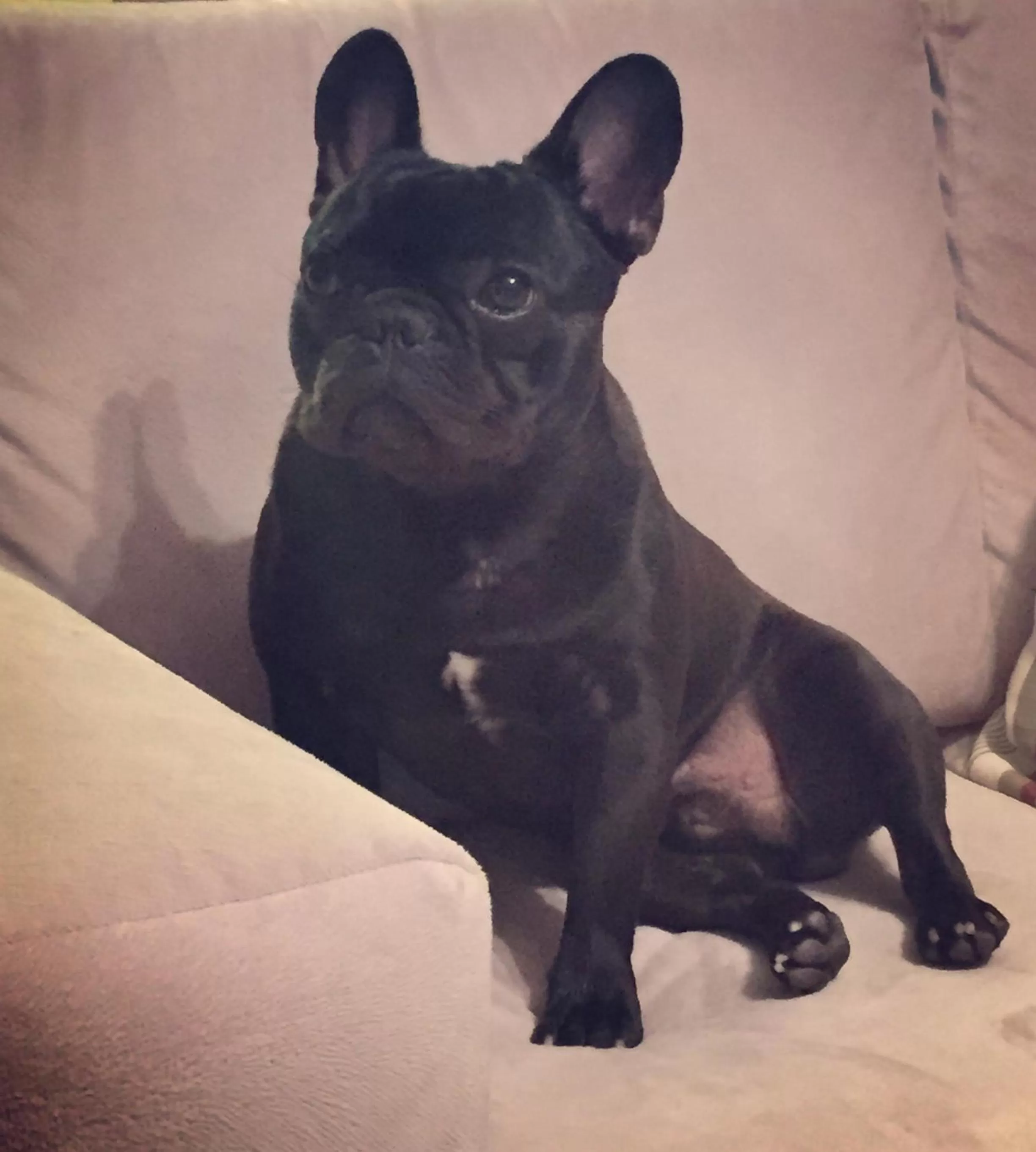 Pets in Hotel Ibicui