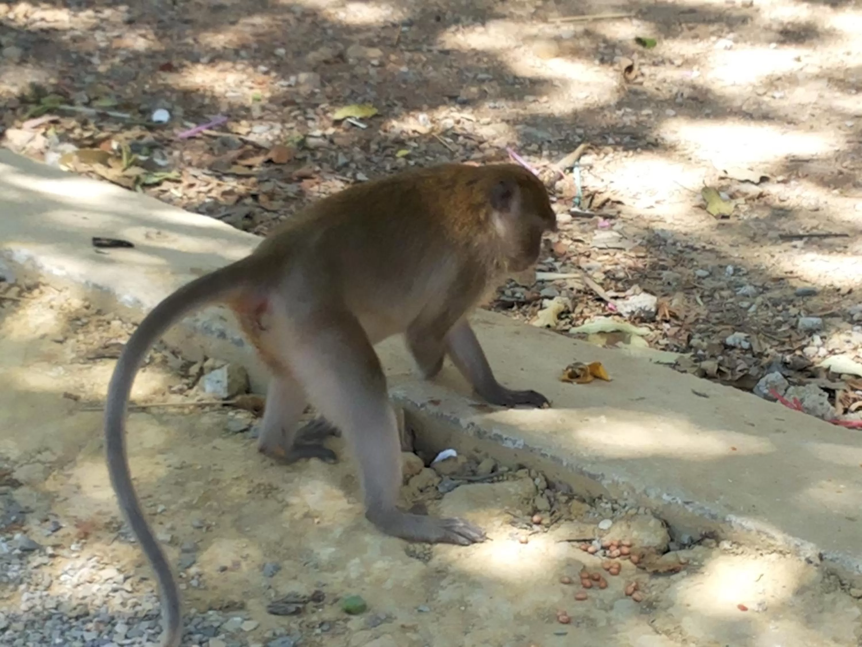 Activities in Khao Sok Jungle Huts Resort