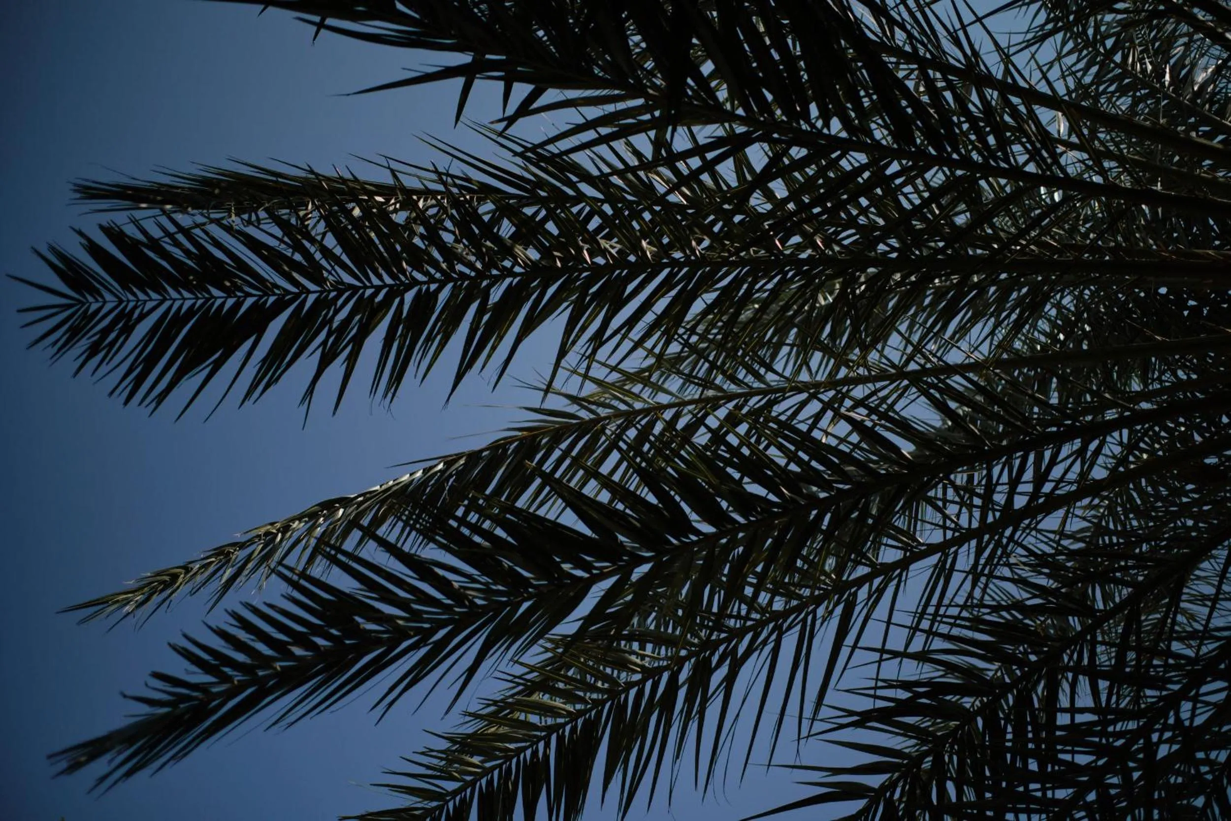 Garden in Prinsotel Mal Pas - Adults Only