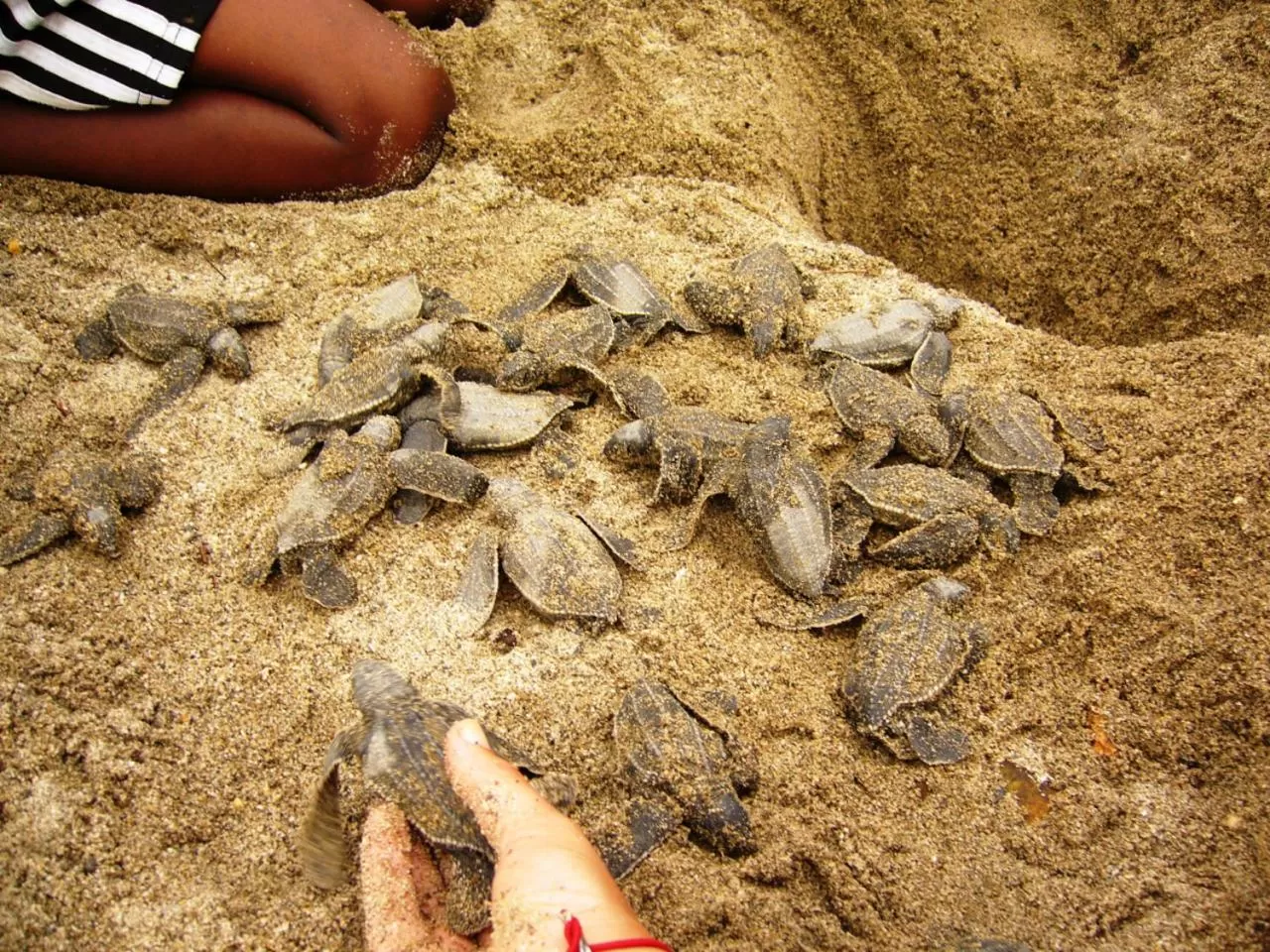 Beach, Other Animals in Acajou Hotel