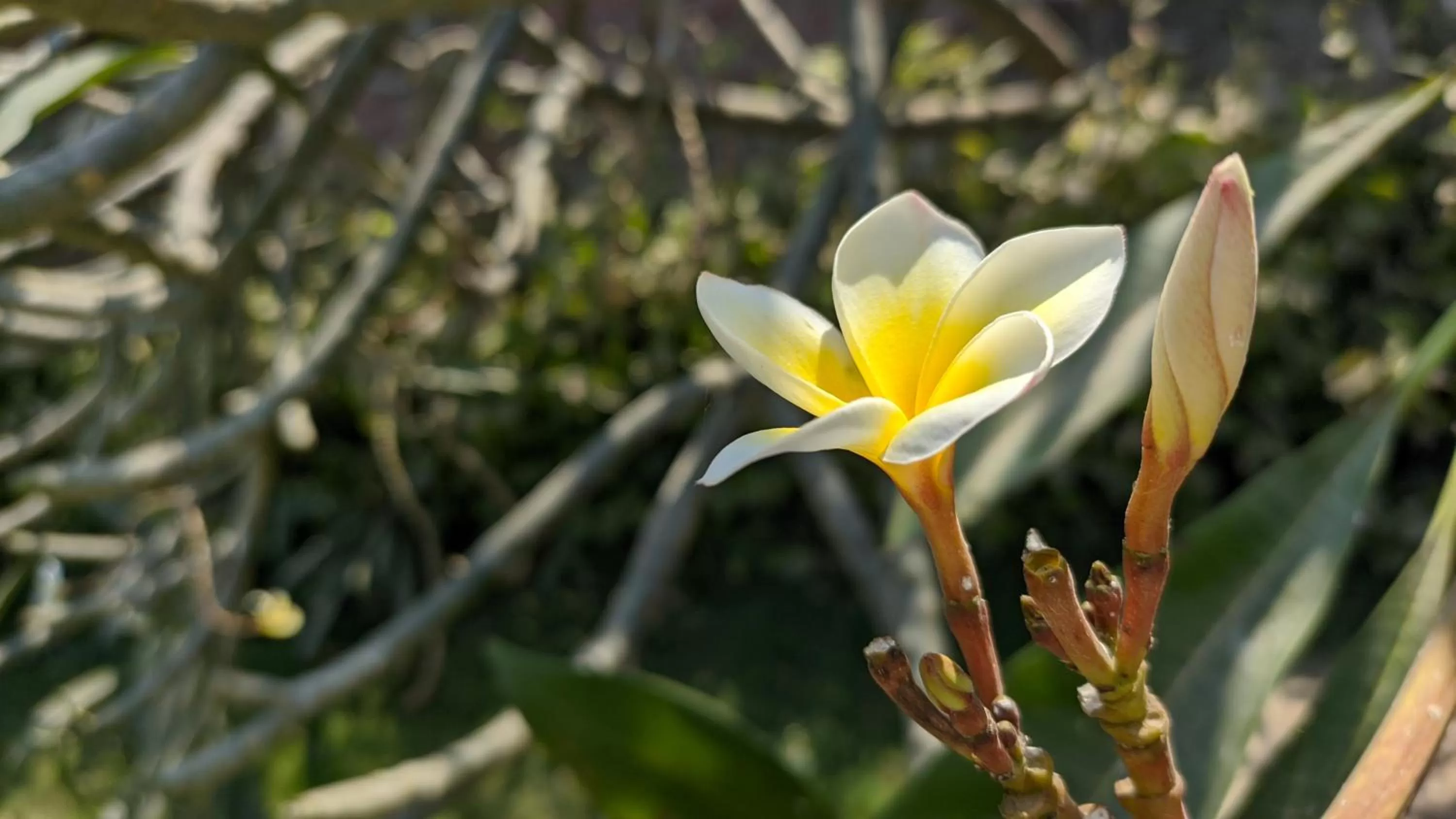 Garden in Kanthi Resorts Badami