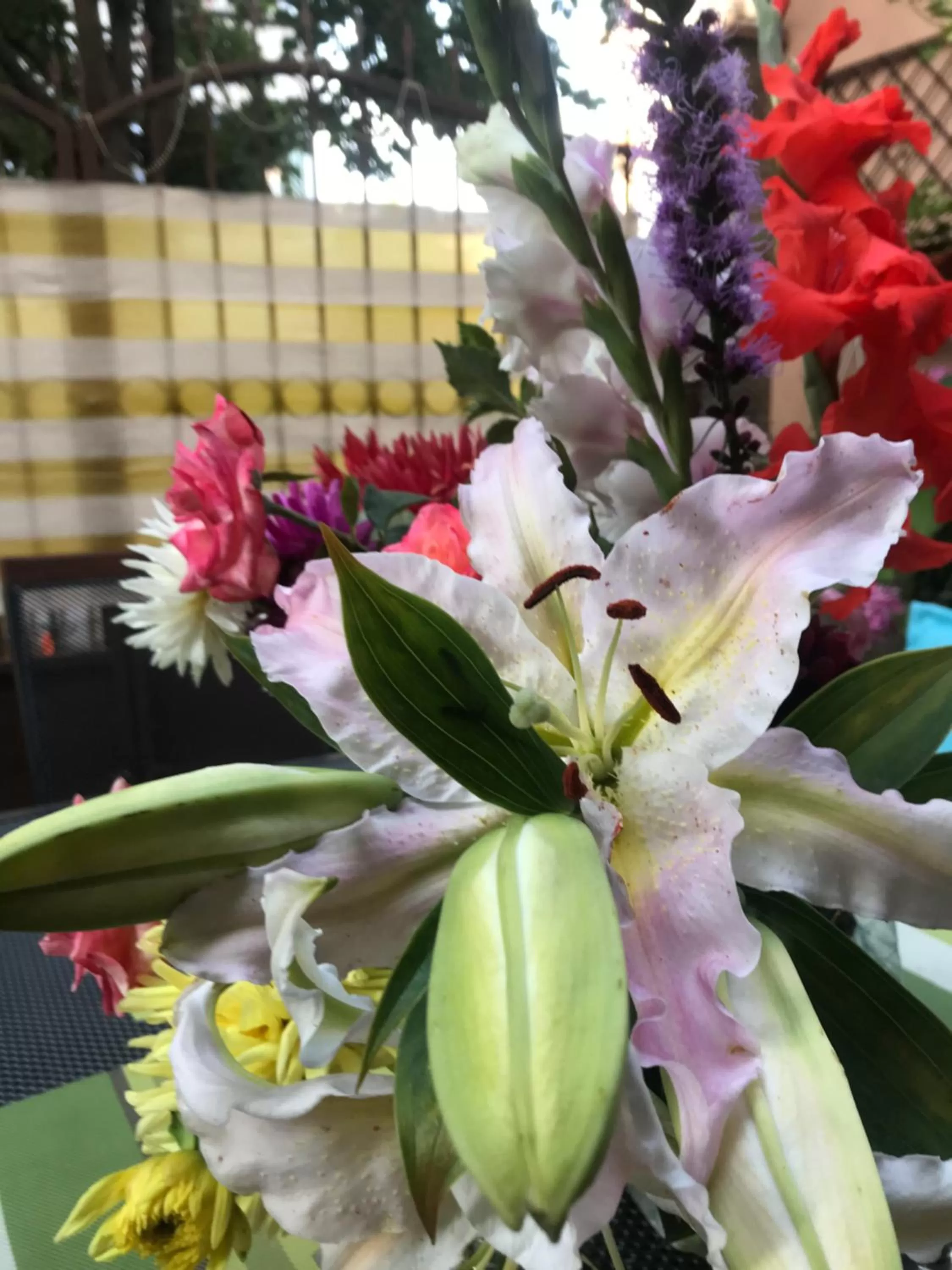 Garden in White Rose Family Guest House