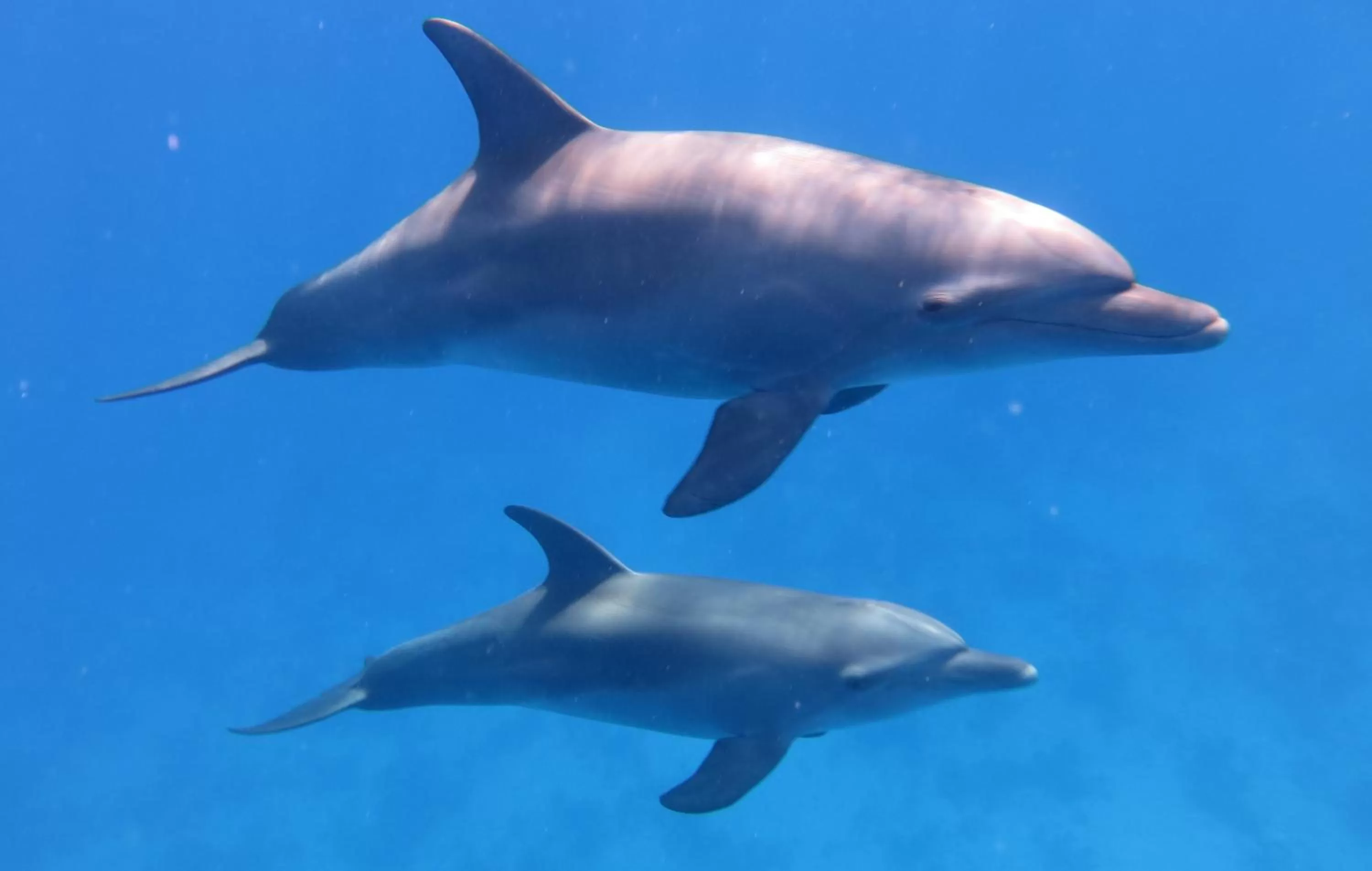 Animals in Amarina Abu Soma Resort & Aquapark