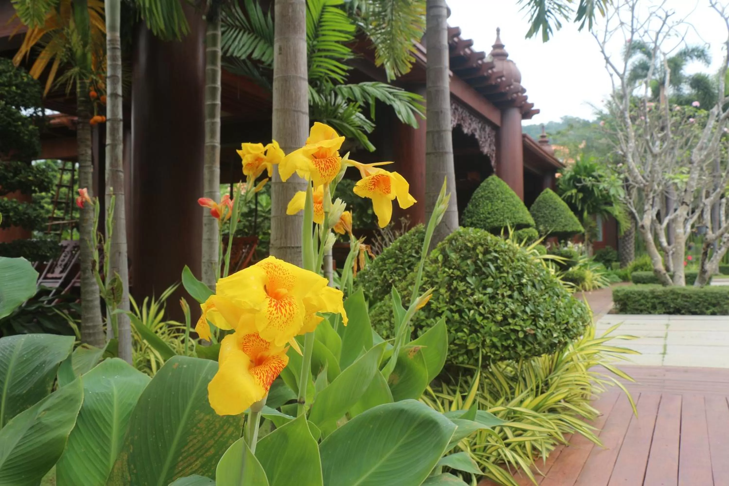 Garden in Try Palace Resort-Kep