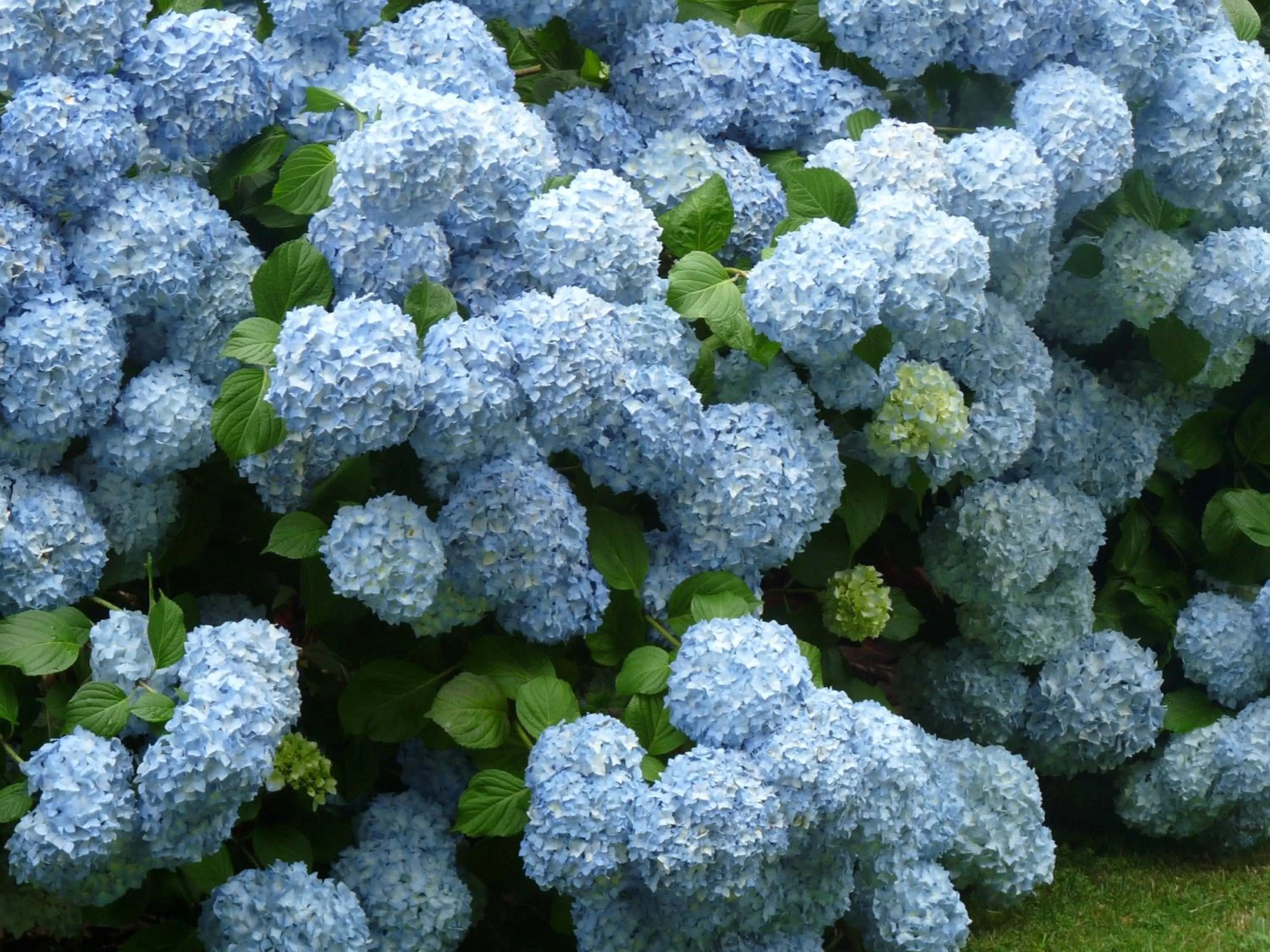 Garden in Casa a Pedreira Rias Baixas