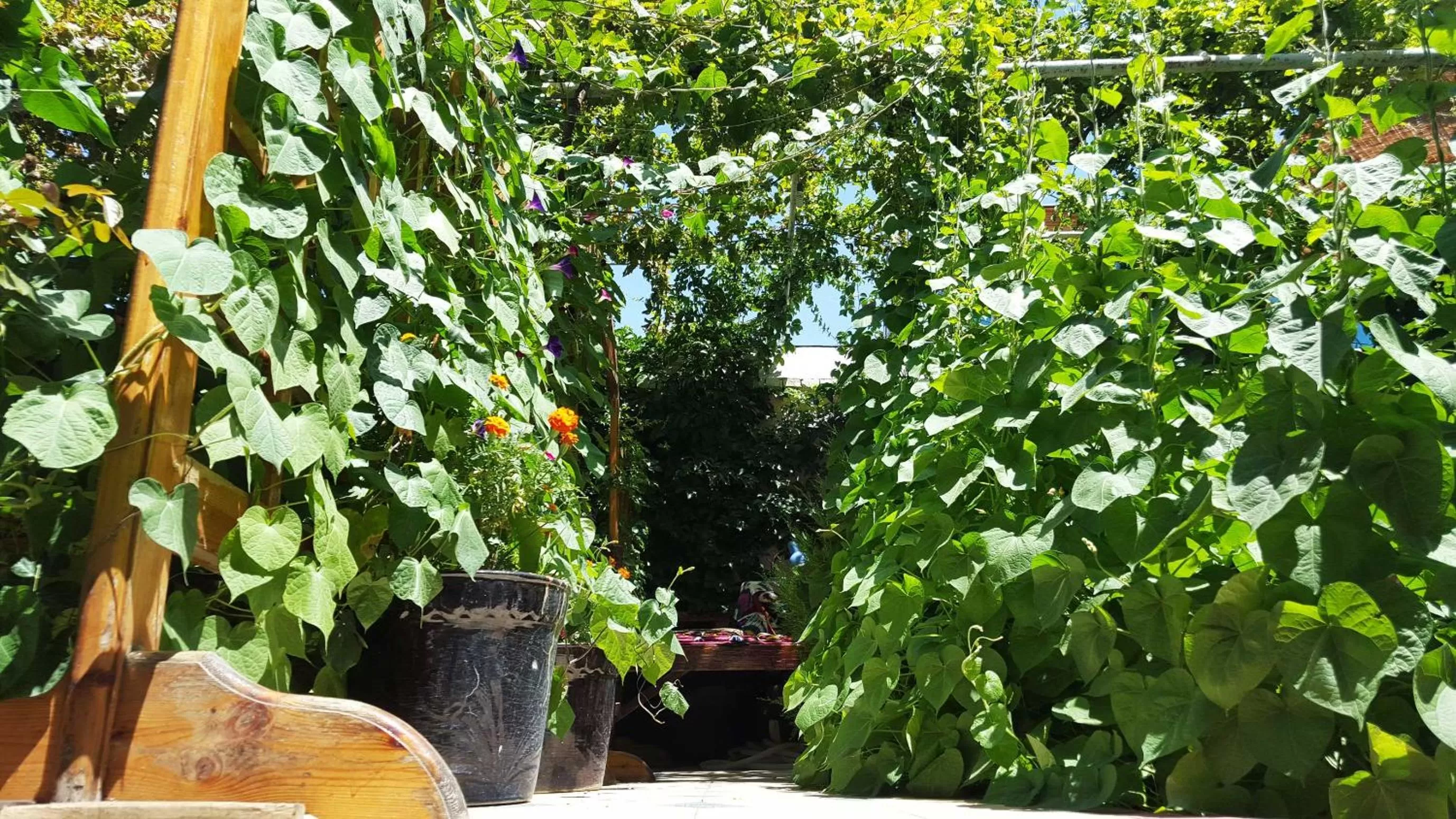 Inner courtyard view, Garden in Jahongir Guest House