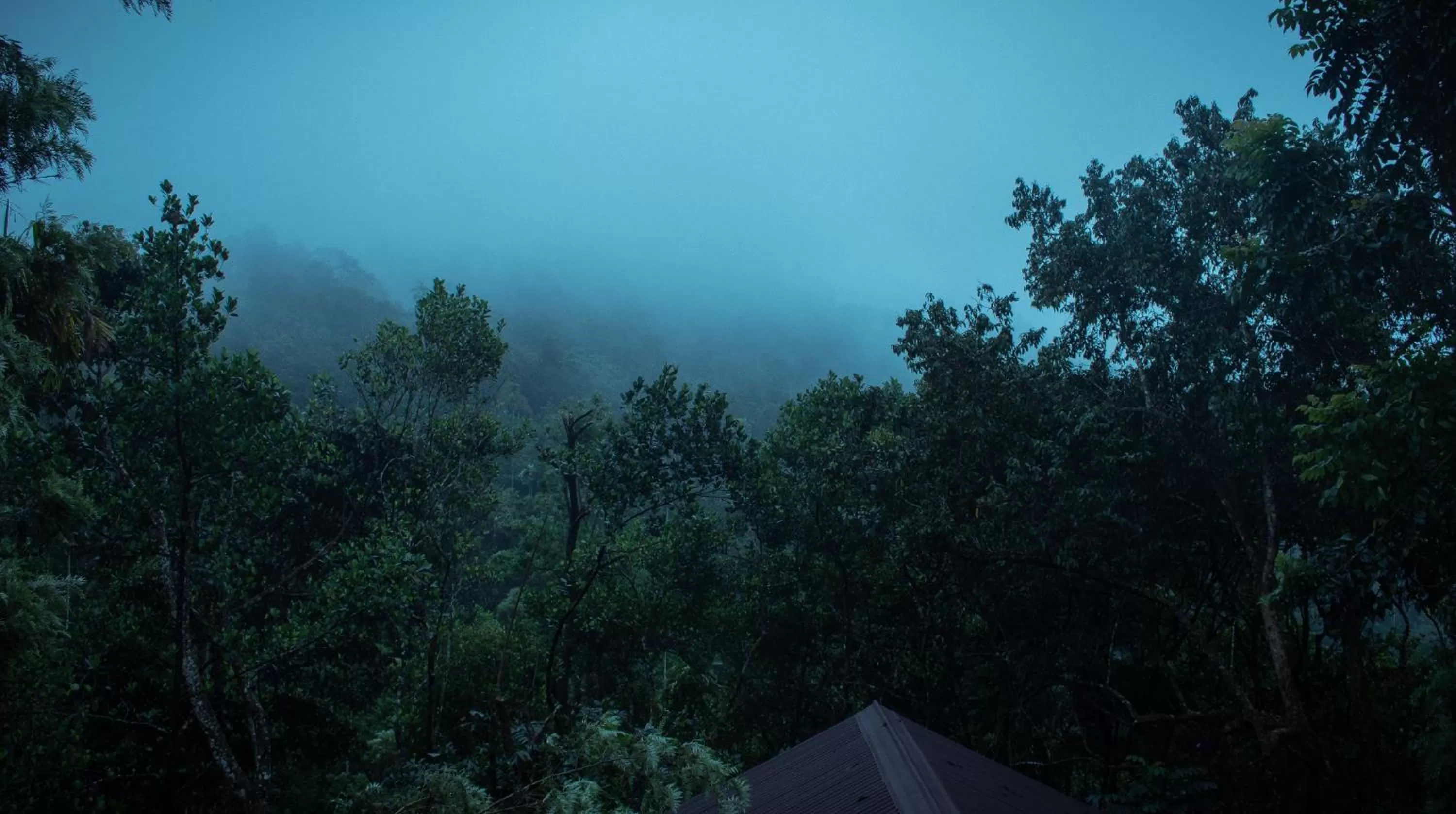 Natural landscape in Edens Munnar