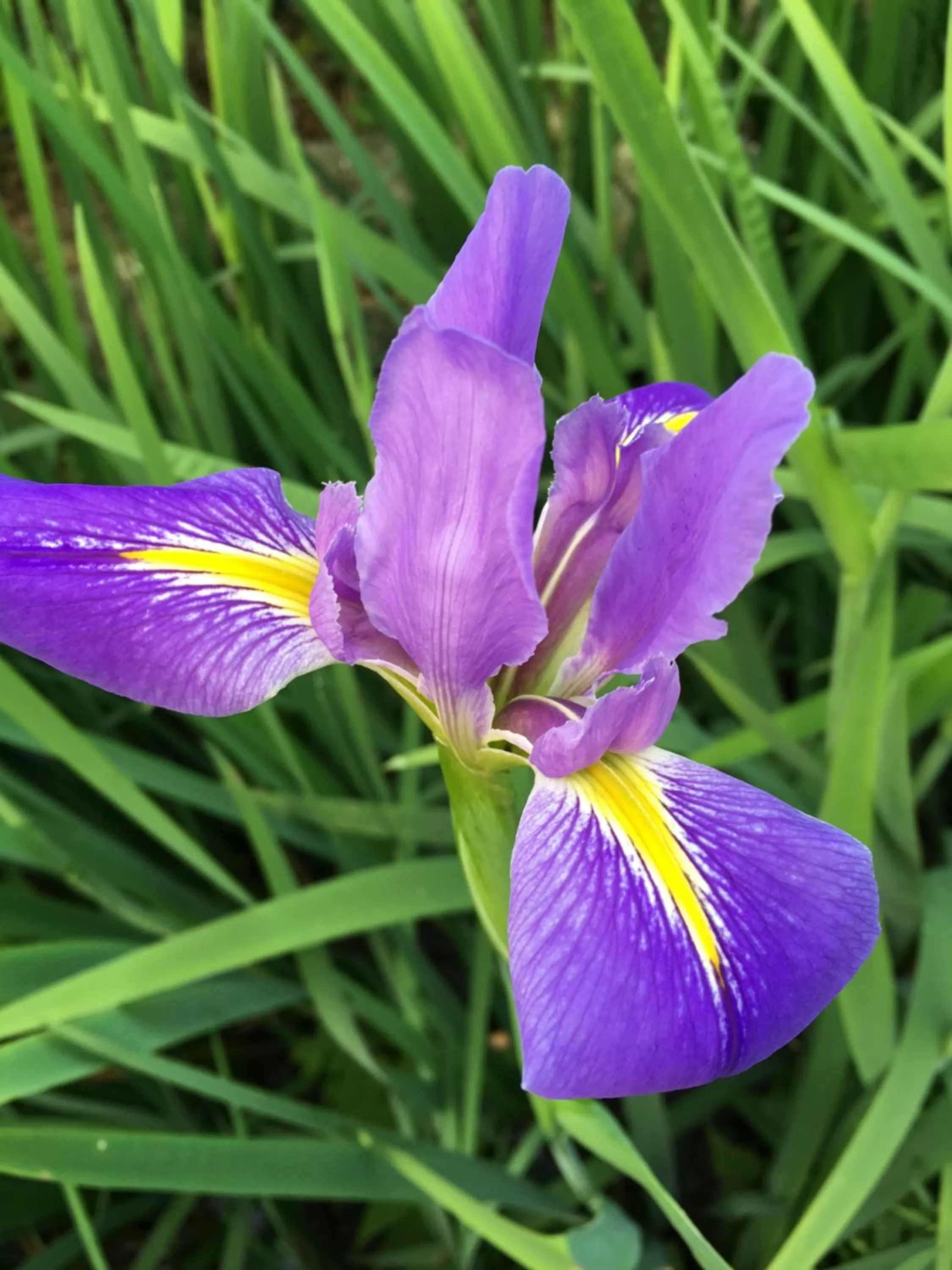 Garden, Other Animals in Rainbow Bridge B&B