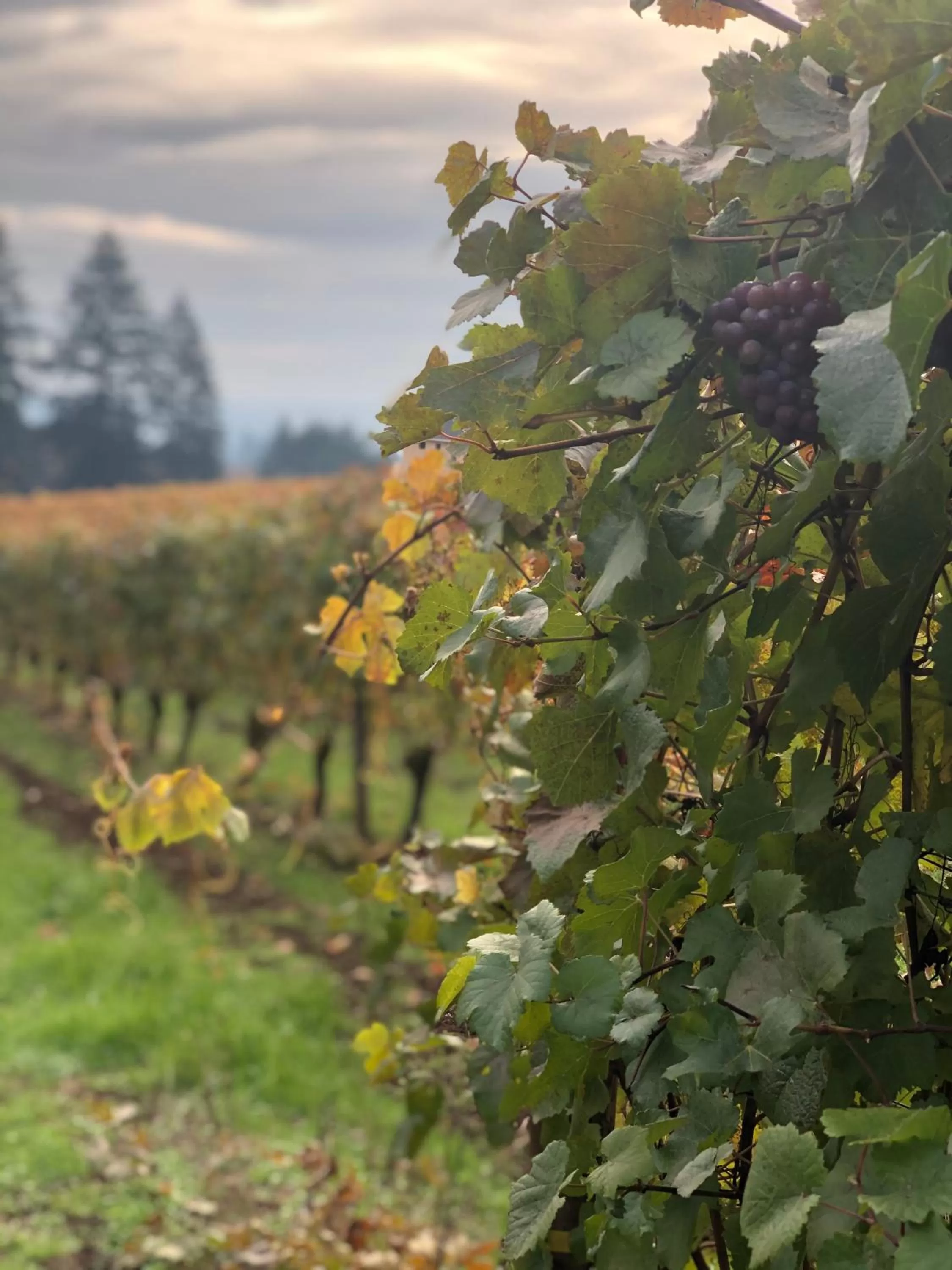 Natural landscape in The Setting Inn Willamette Valley