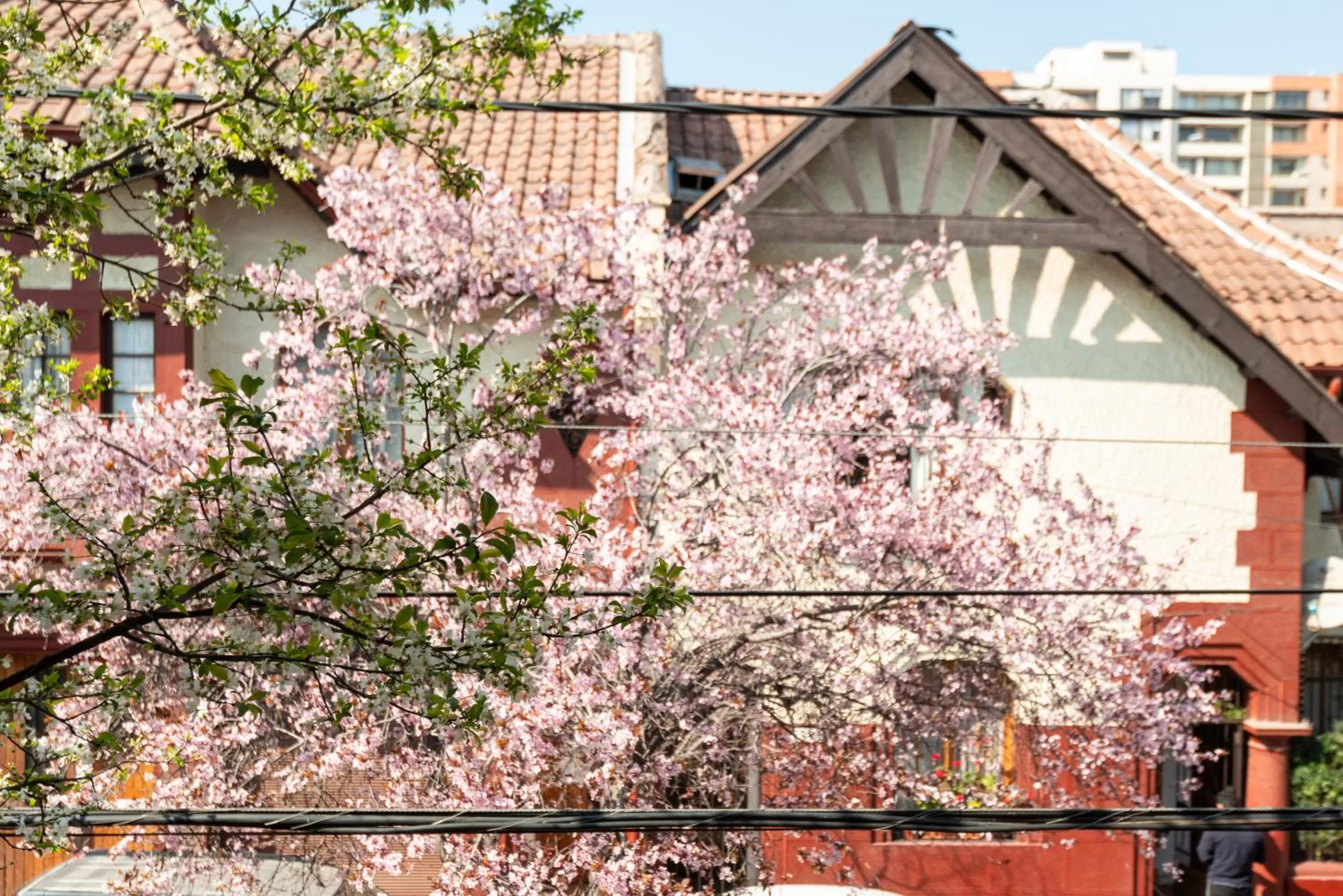 Balcony/Terrace in Providencia Bed & Breakfast