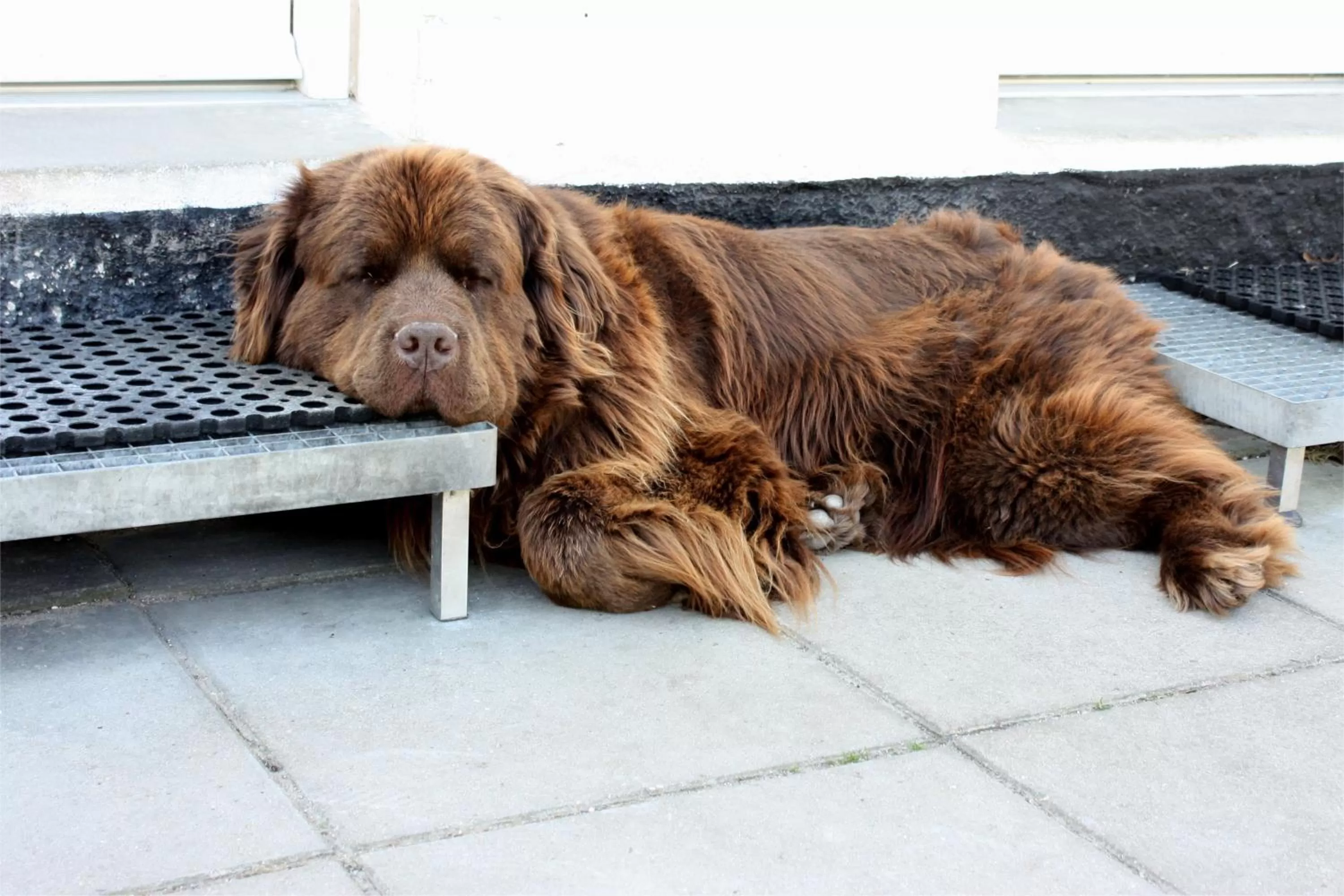 Pets in Holmehuset Bed & Breakfast