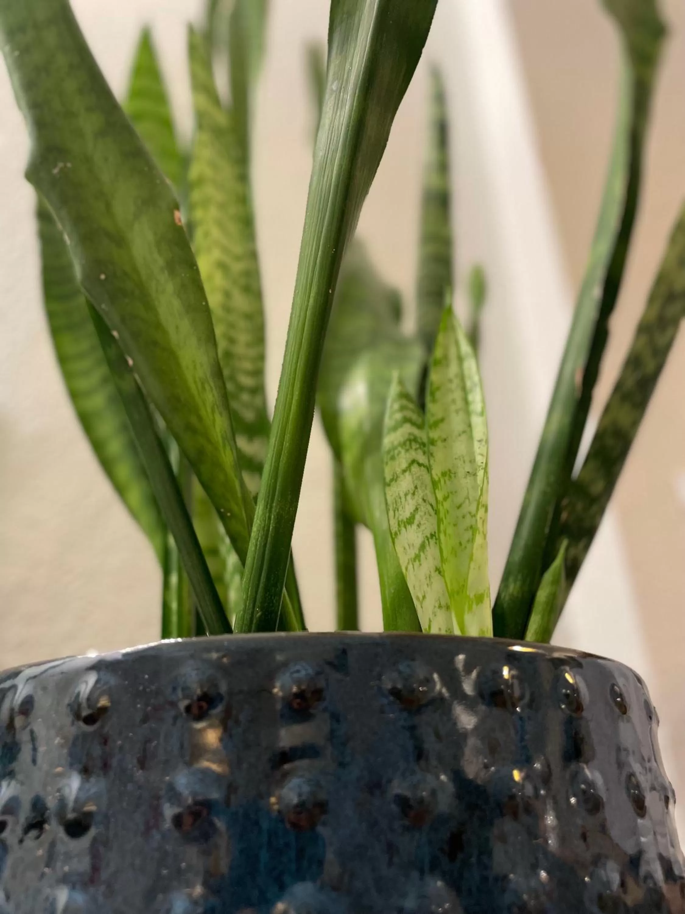 Decorative detail in Flora House Denver