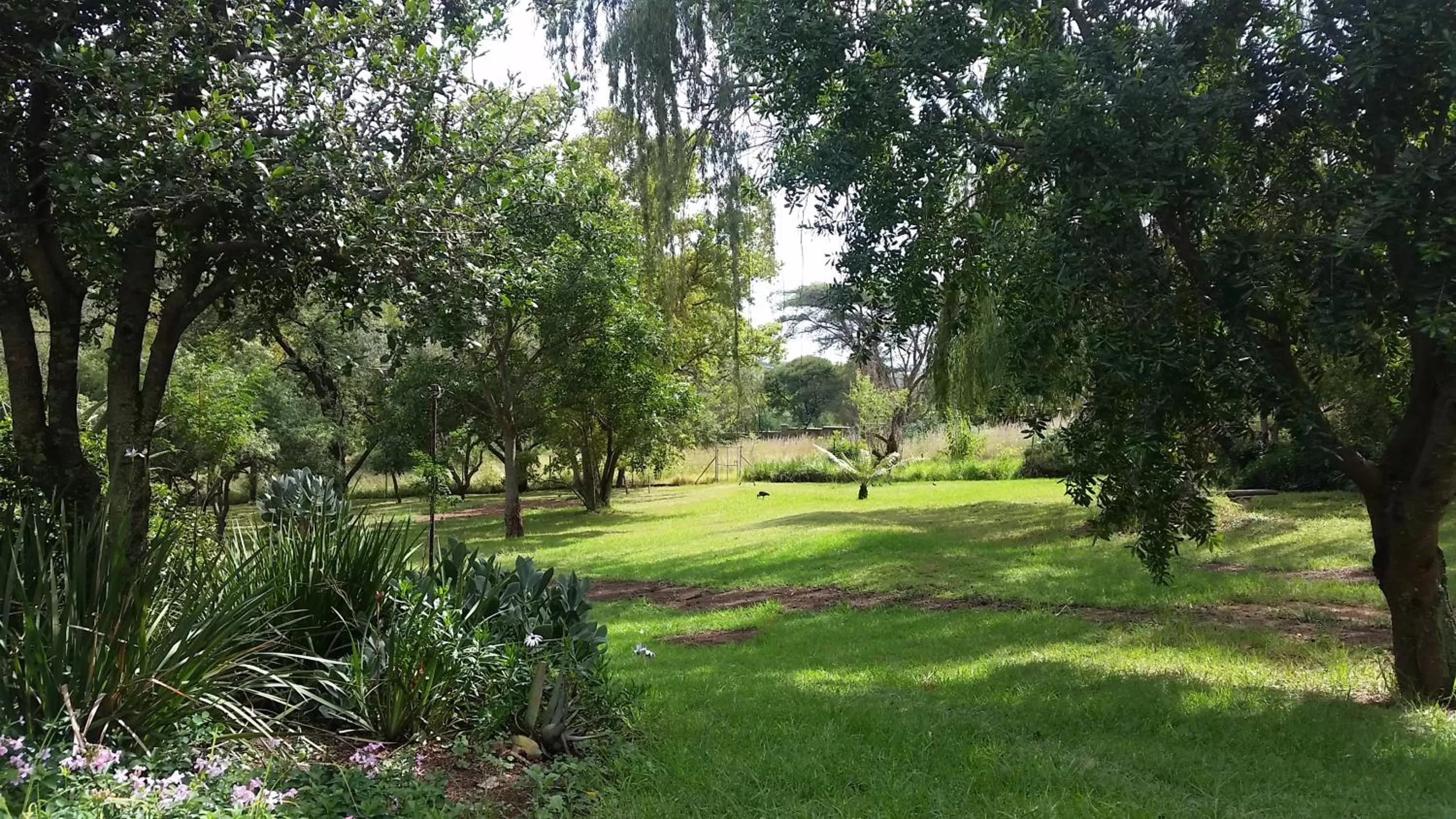 Garden in Amberhall Guesthouse