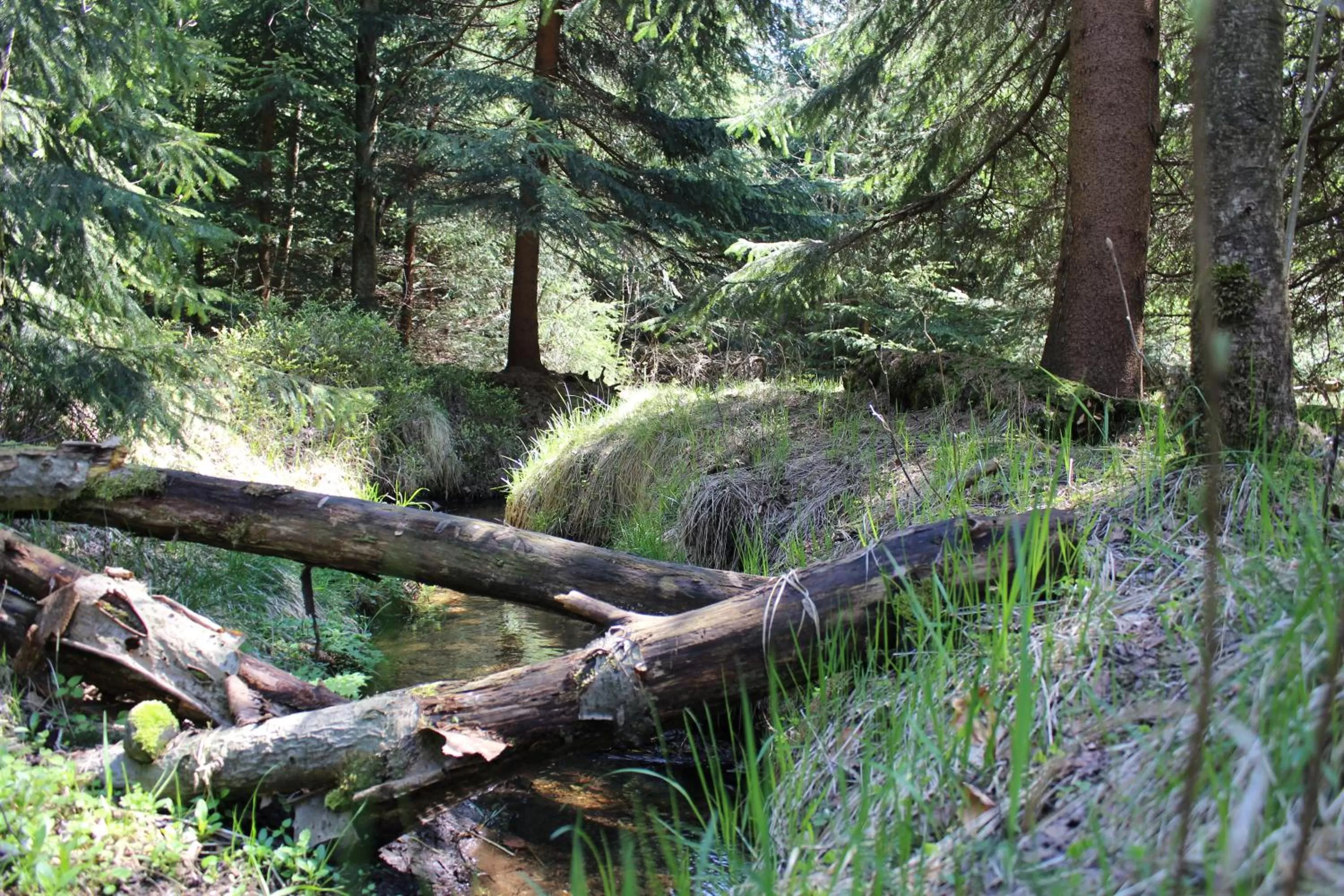 Natural Landscape in Waldgasthof Bad Einsiedel