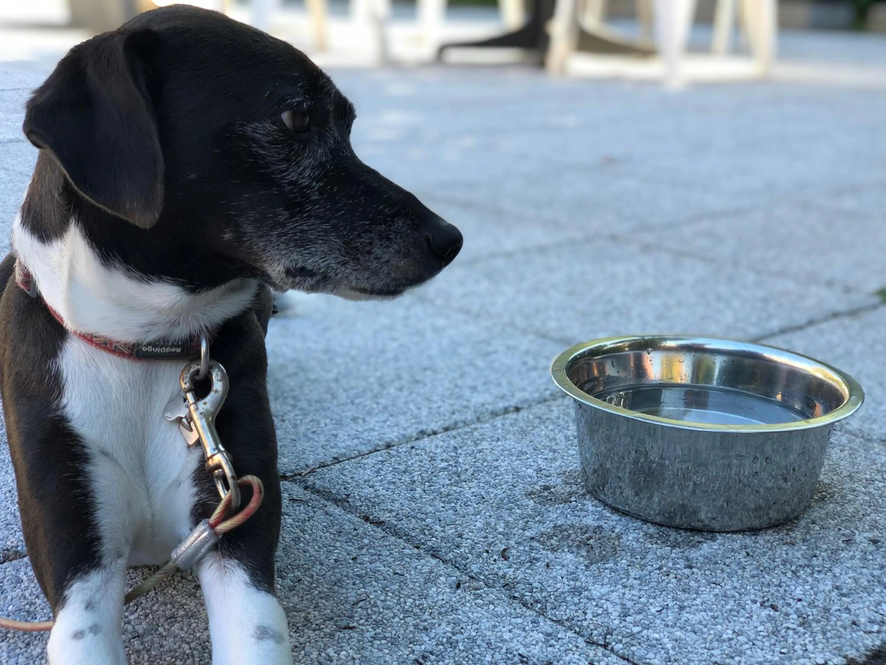Balcony/Terrace in Hotel Arc-En-Ciel Colmar Contact Hotel