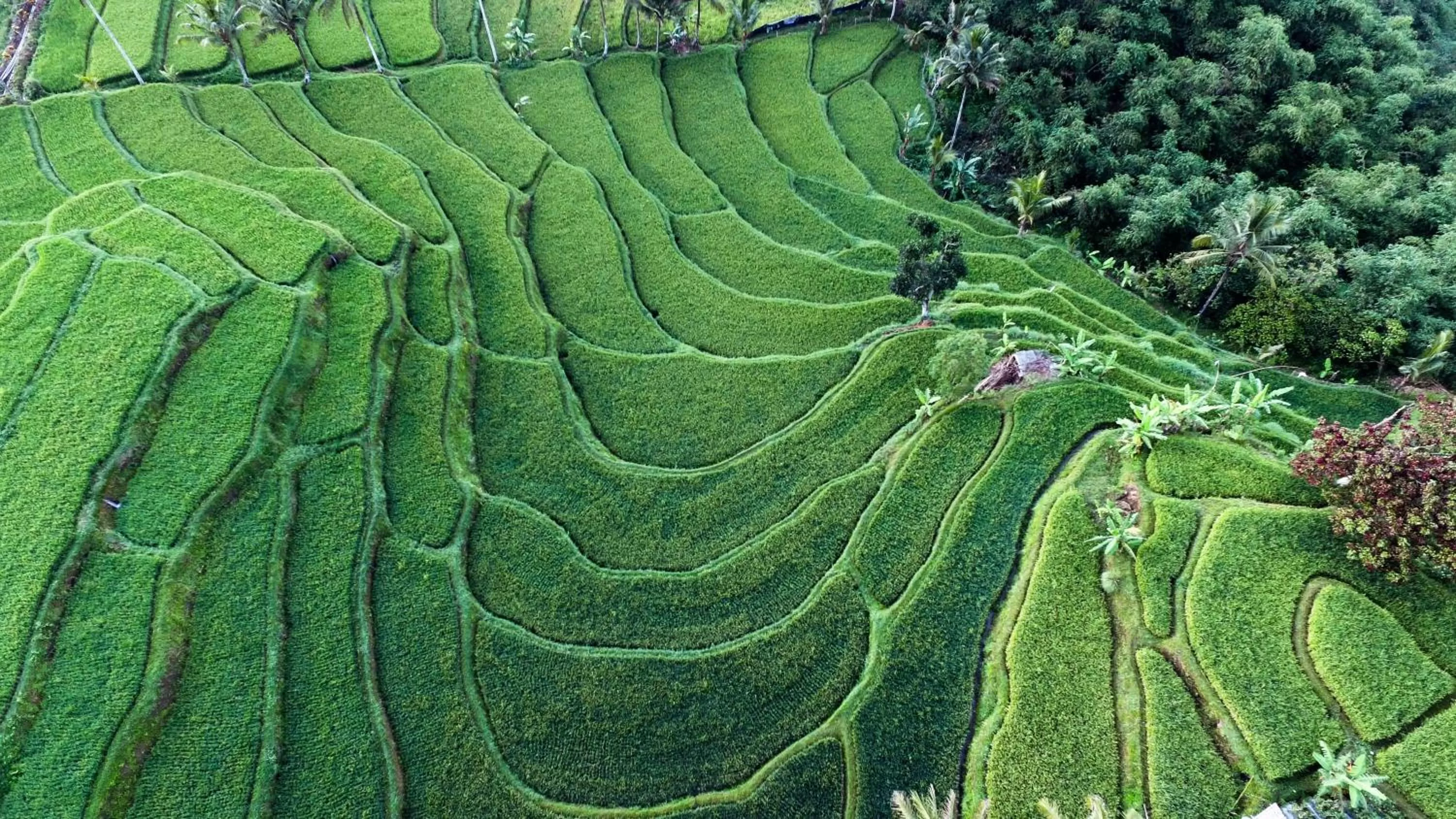 Bird's eye view in Ijen Resort and Villas - The Hidden Paradise