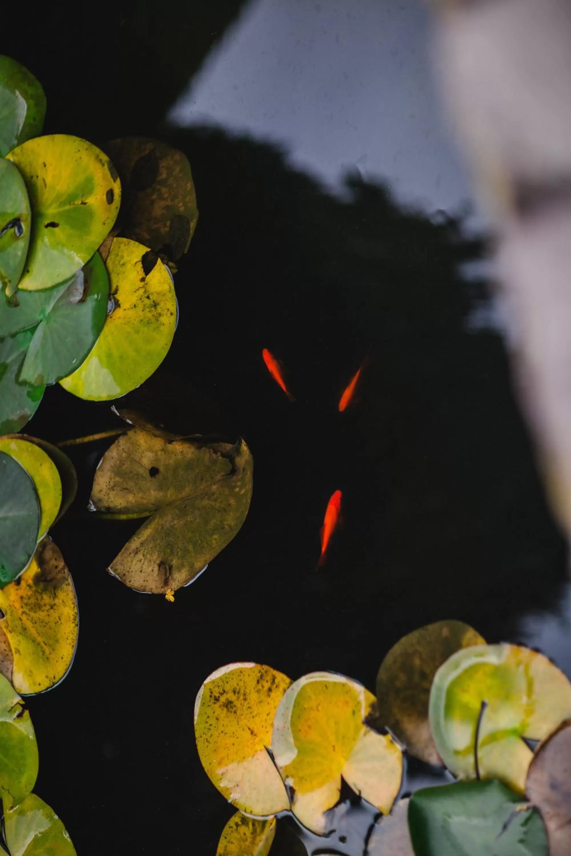 Food in Kolyba Opryshkiv