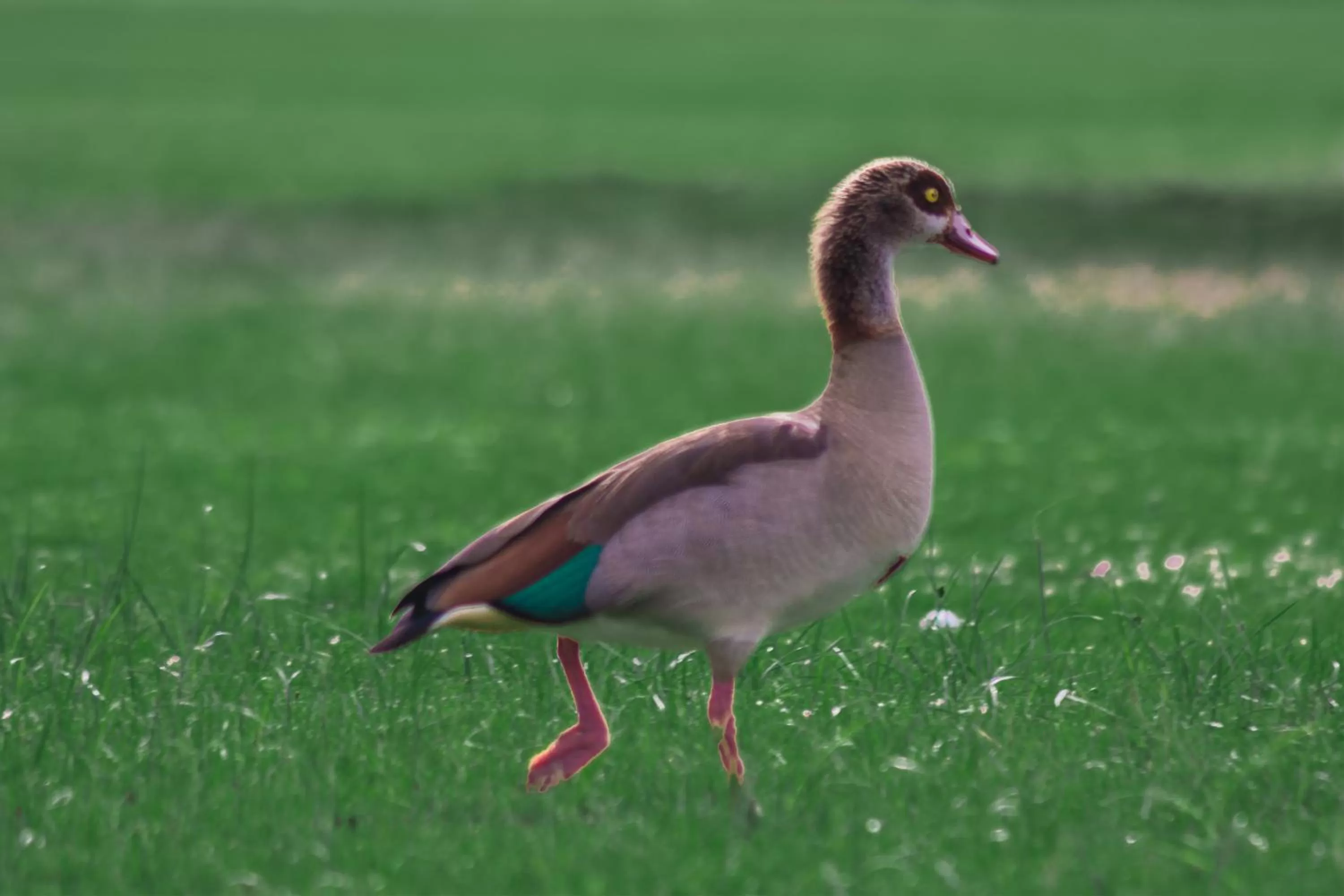 Animals in Oilepo Cottage