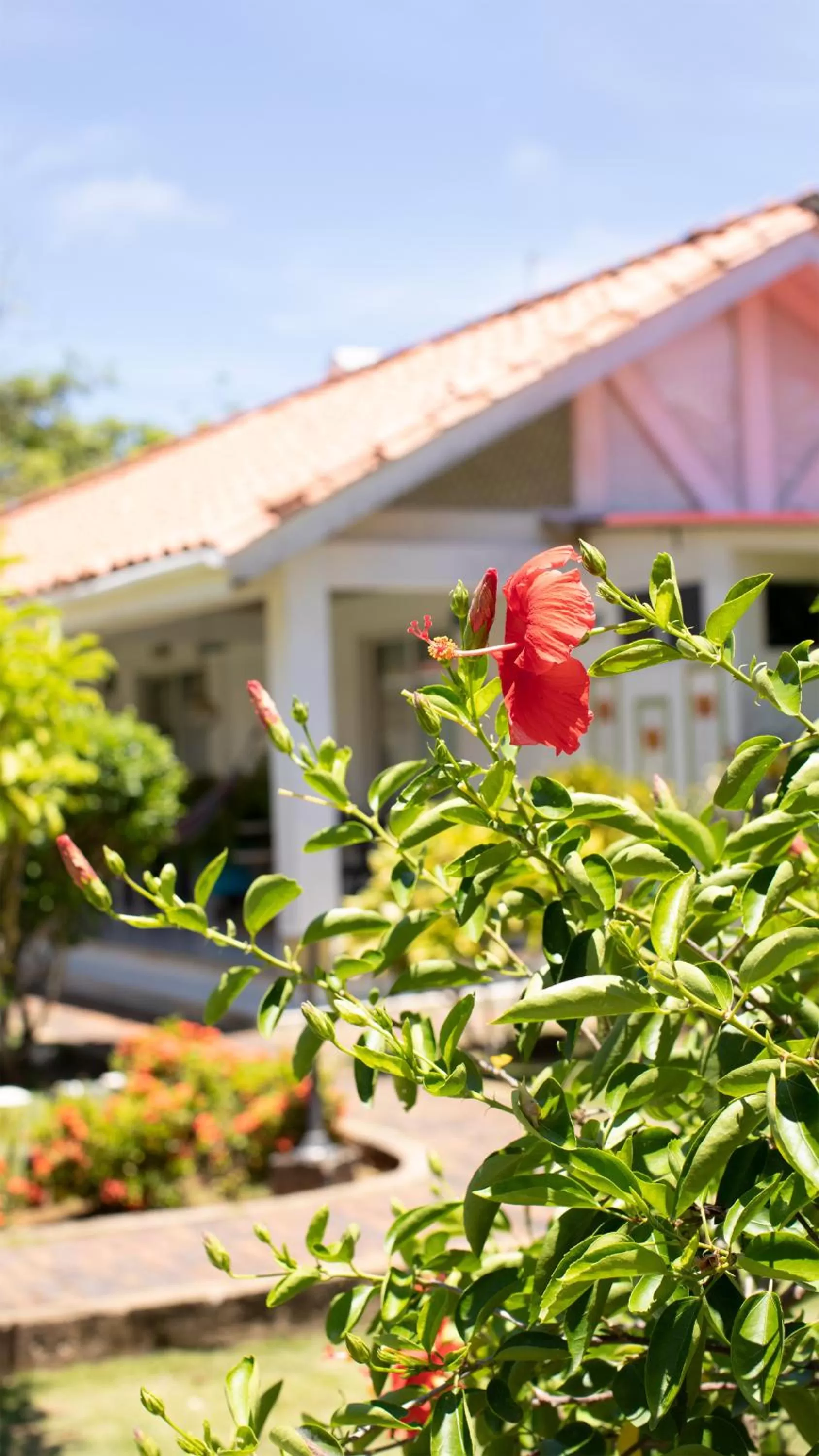 Garden in Hosteria Mar y Sol