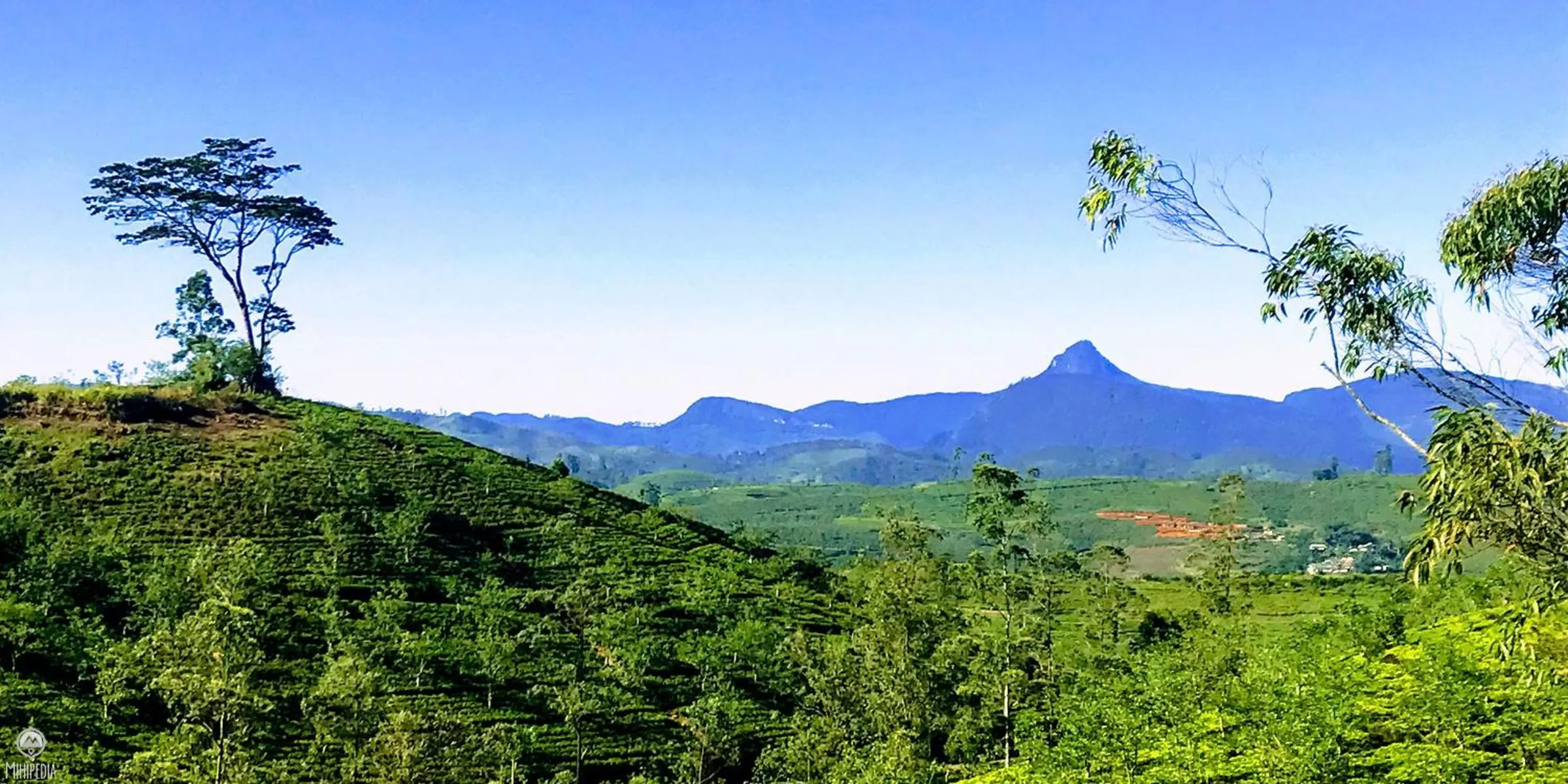Natural Landscape in B.Rose House