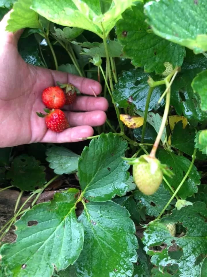 Property building, Food in POUSADA CHARLOTTE