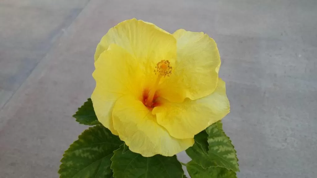 Tropical Resort Tocaima